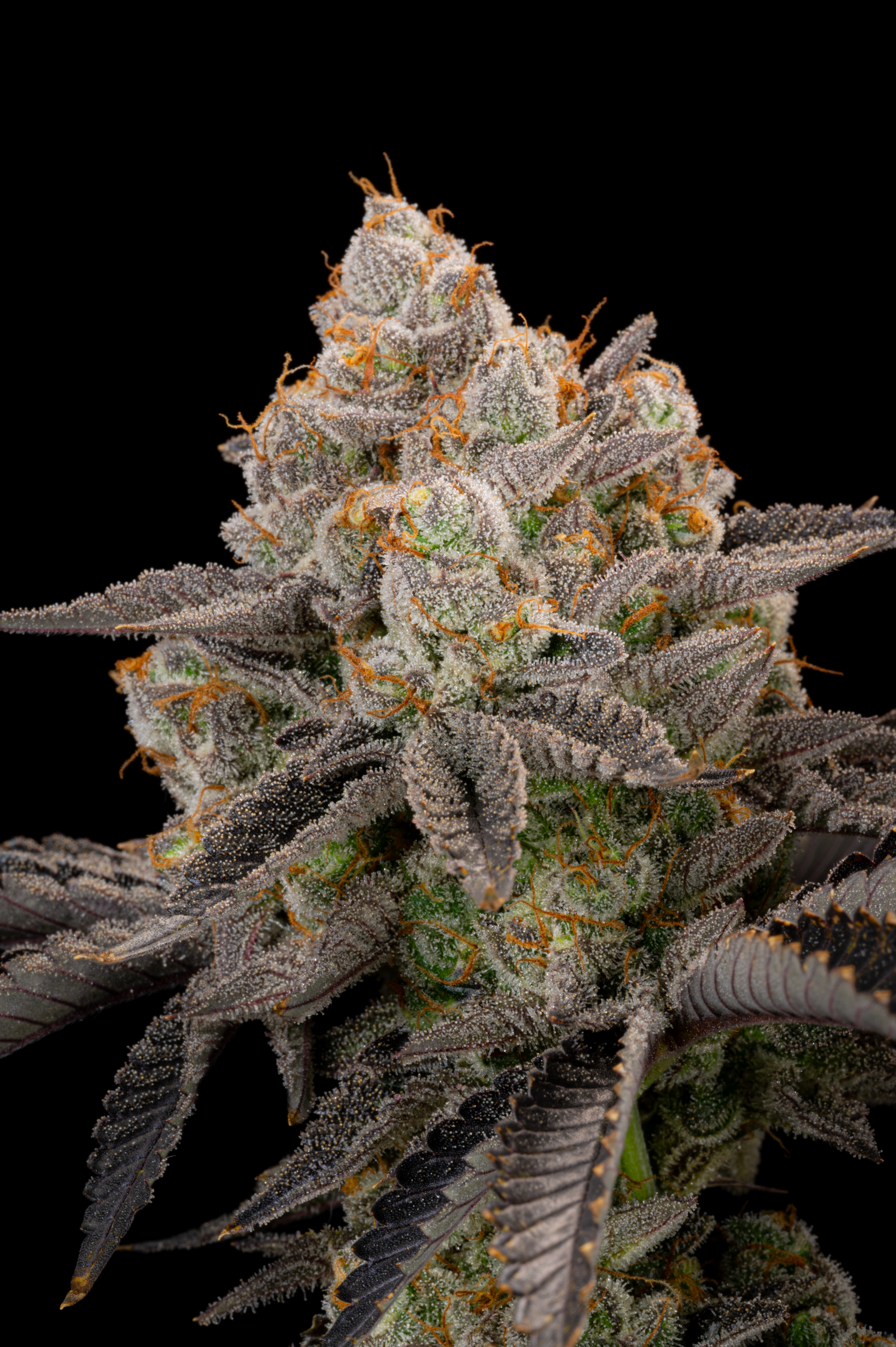 Gorilla Cookies FF