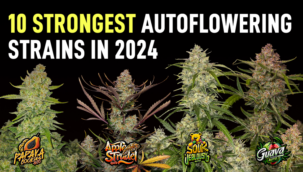 Top 10 Strongest Cannabis Autoflowering Strains in 2024 Highest THC