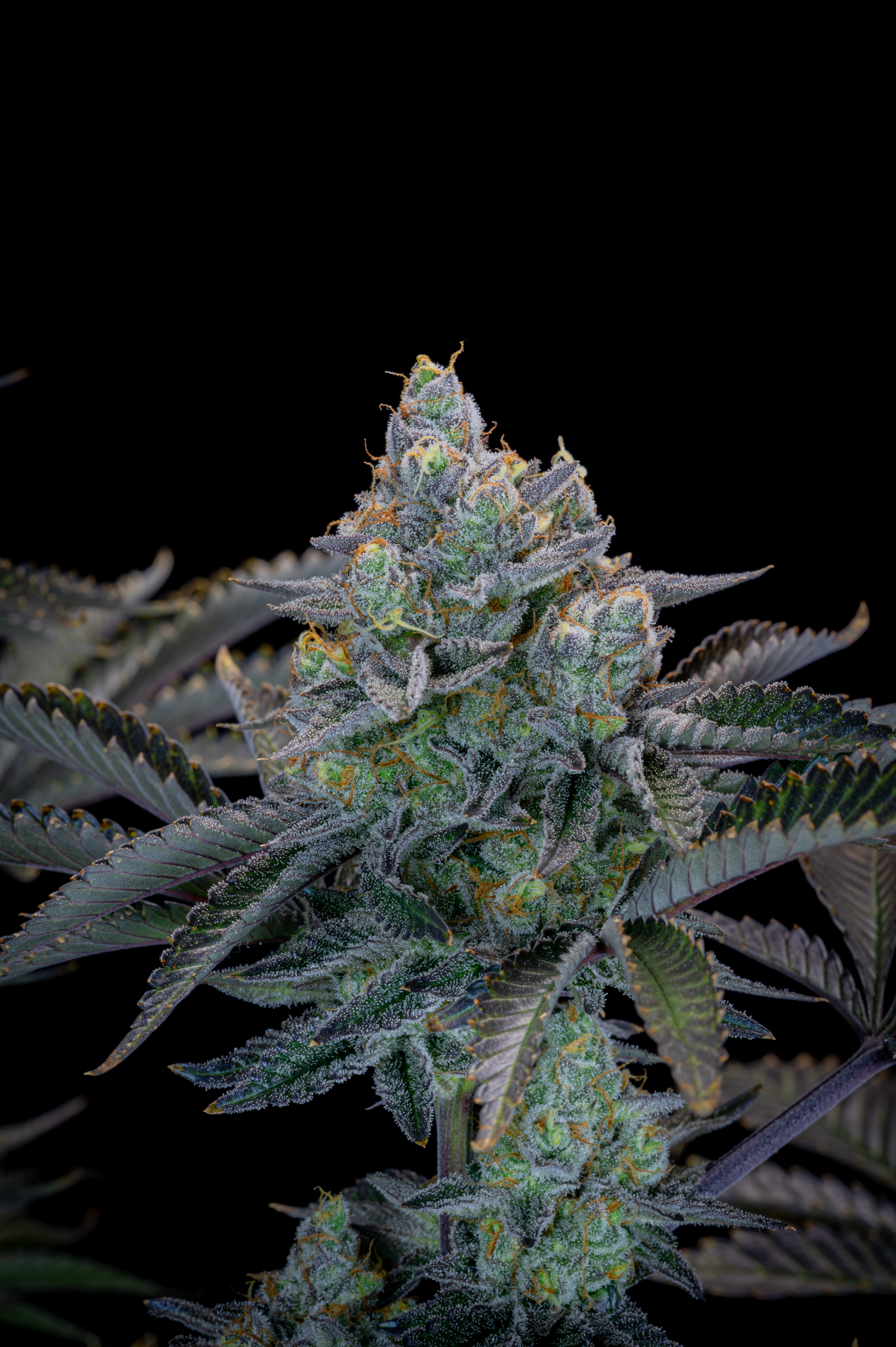 Gorilla Cookies FF