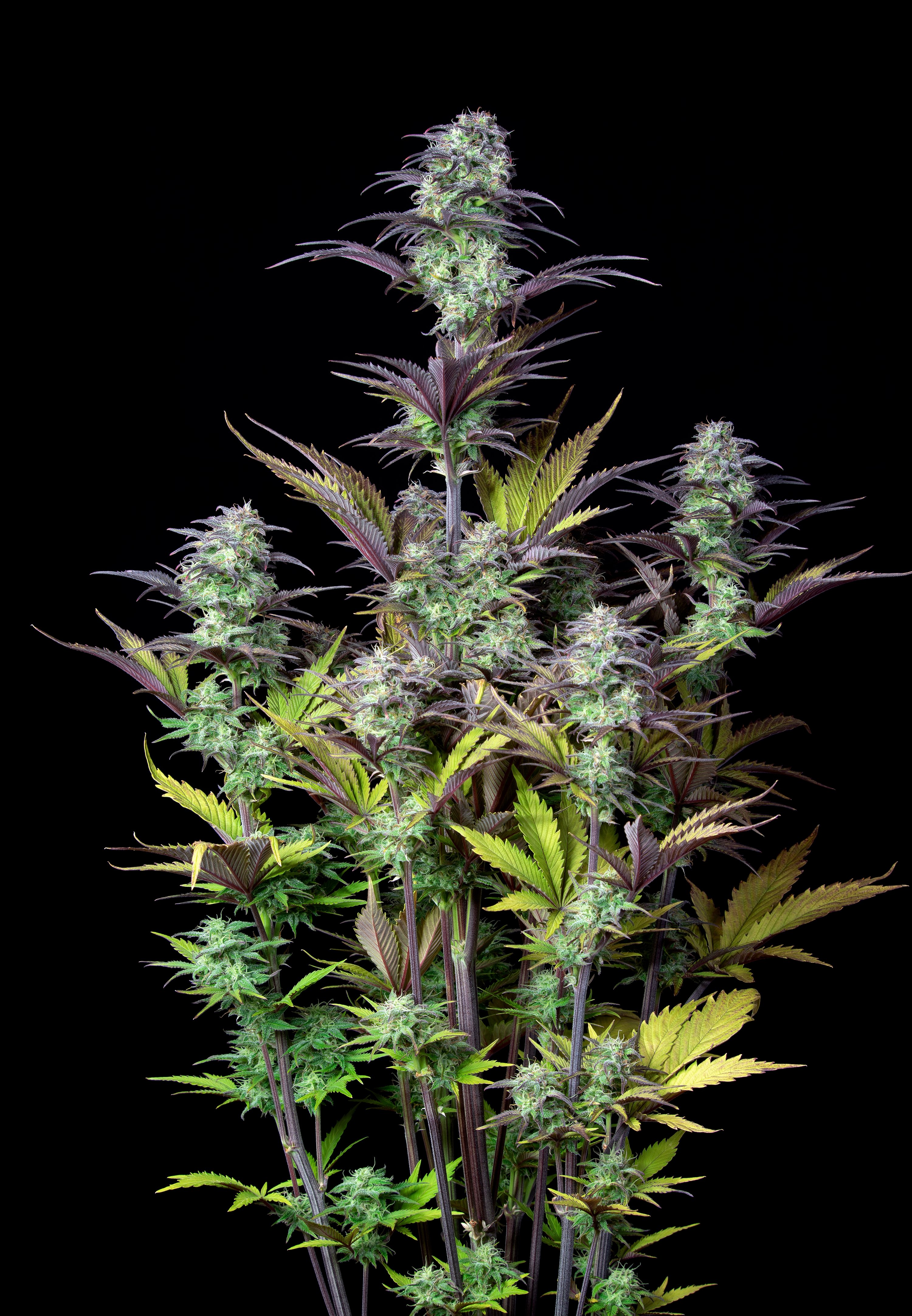 Original Blueberry Auto