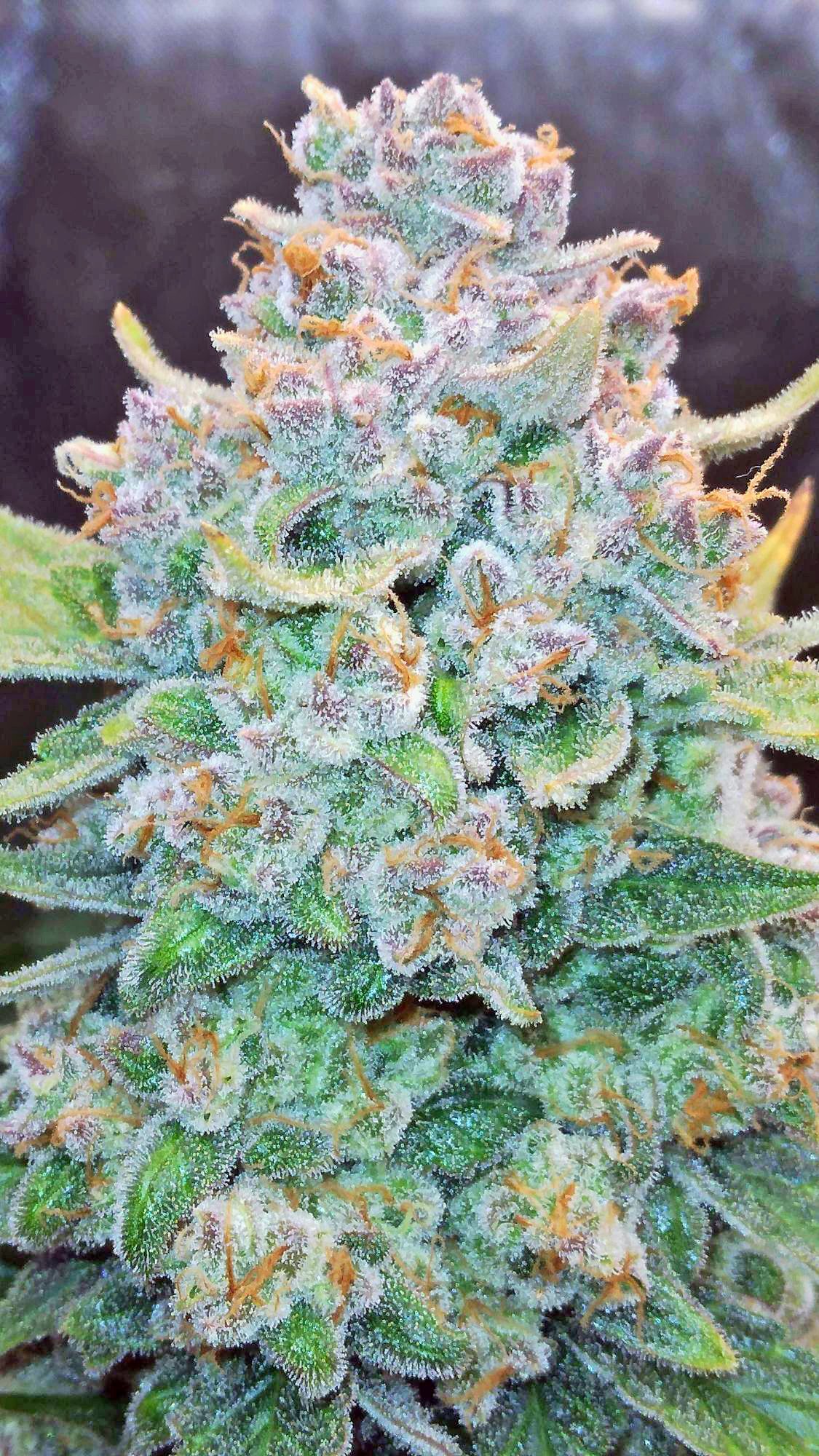  Papaya Cookies Auto