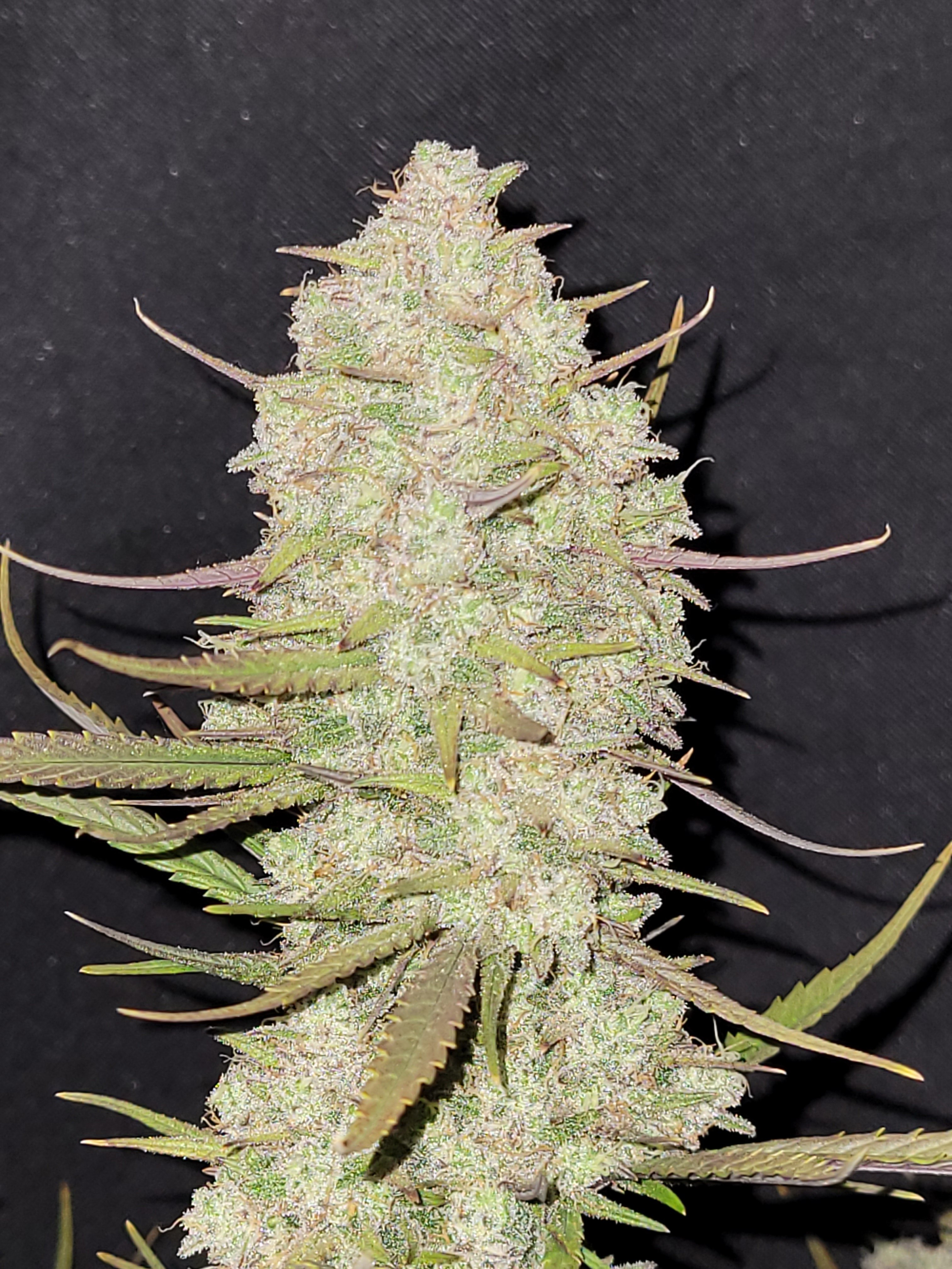 Tropicana Cookies Auto
