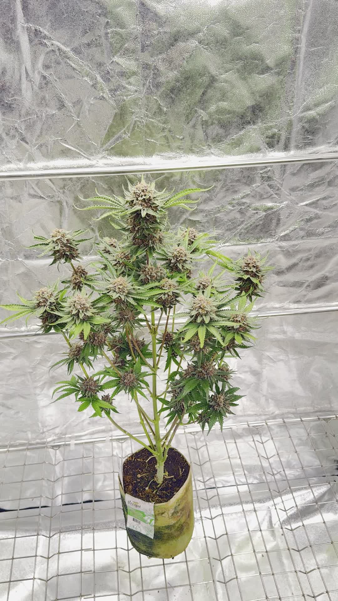 Cherry Cola Auto RF3