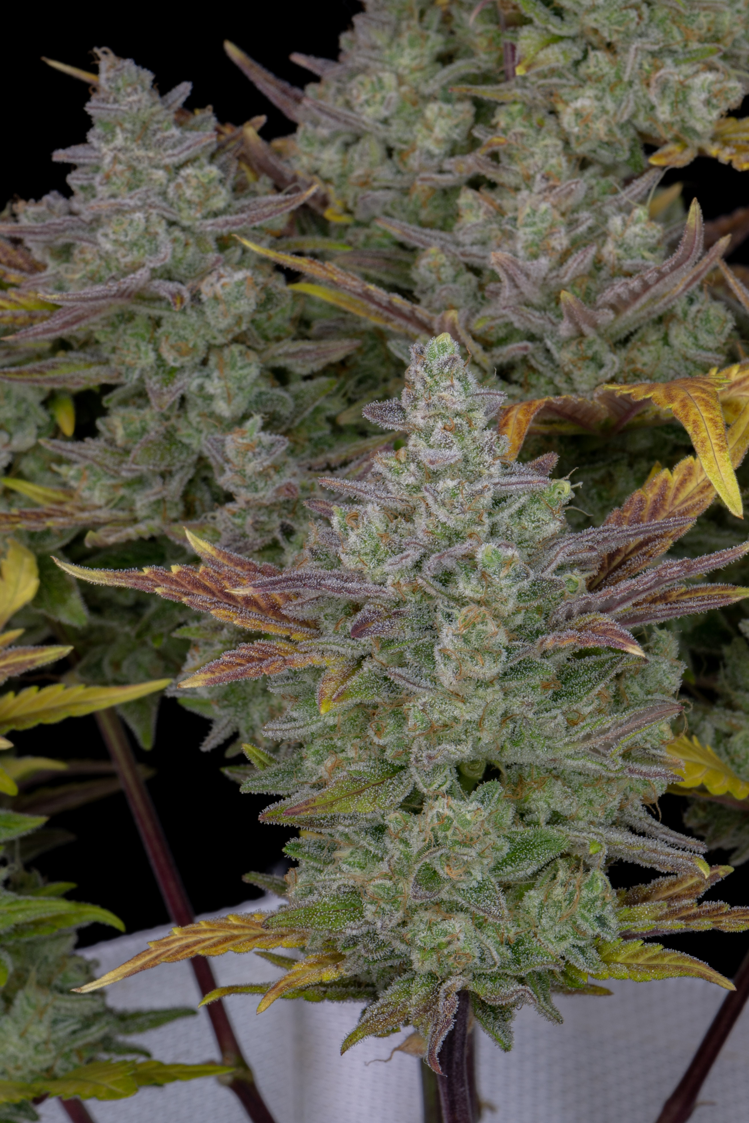 Gorilla Cookies