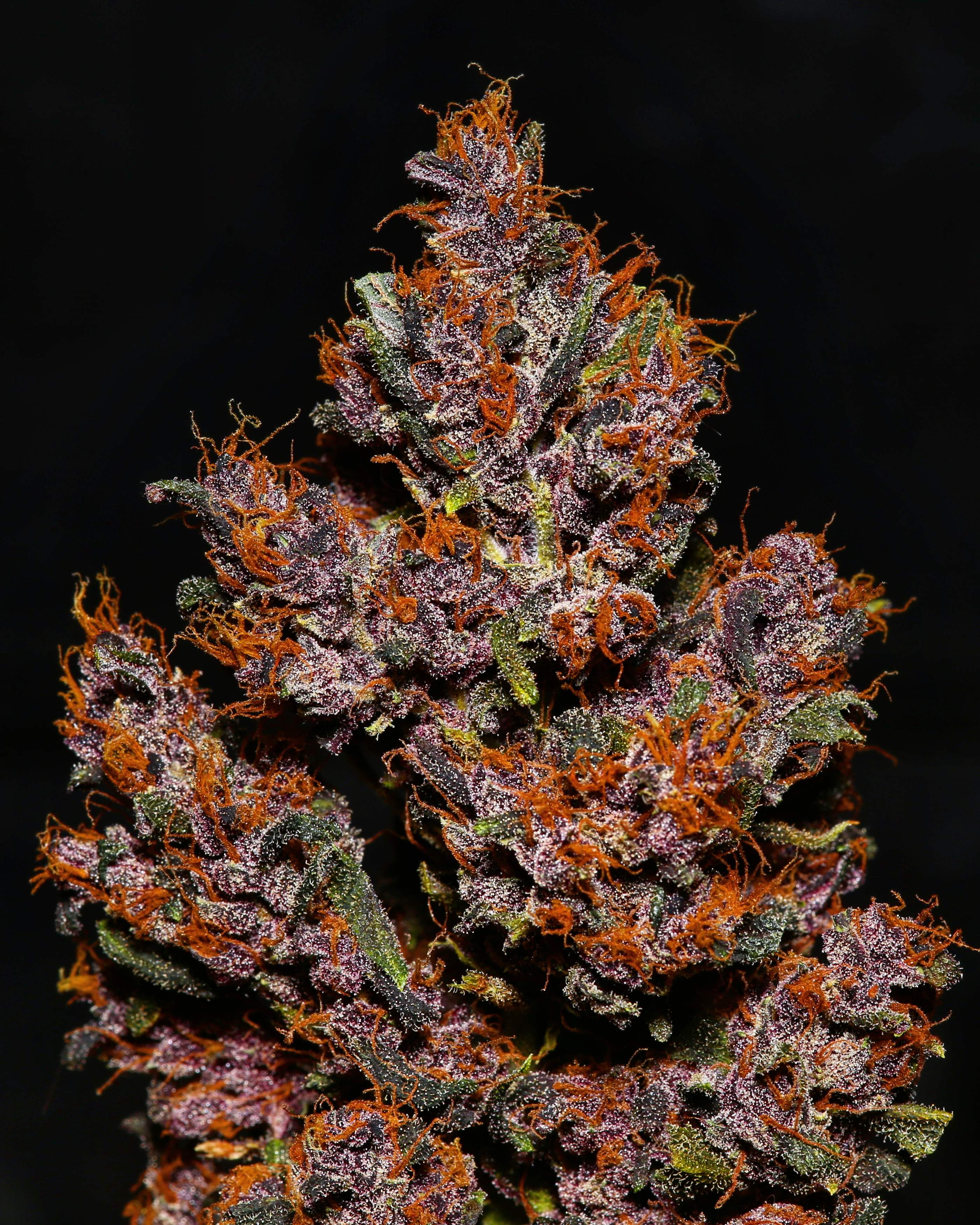 Crystal METH