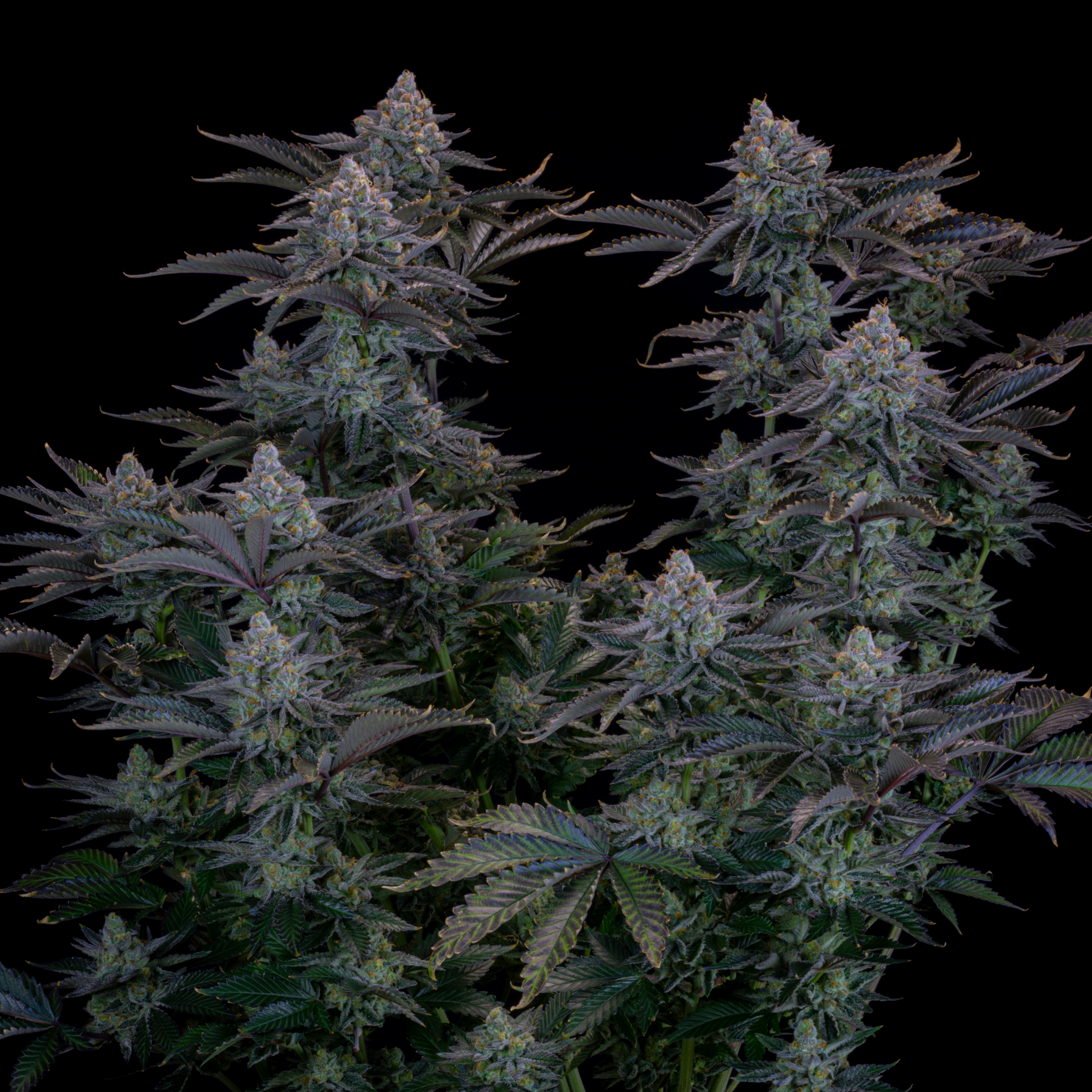 Gorilla Cookies FF