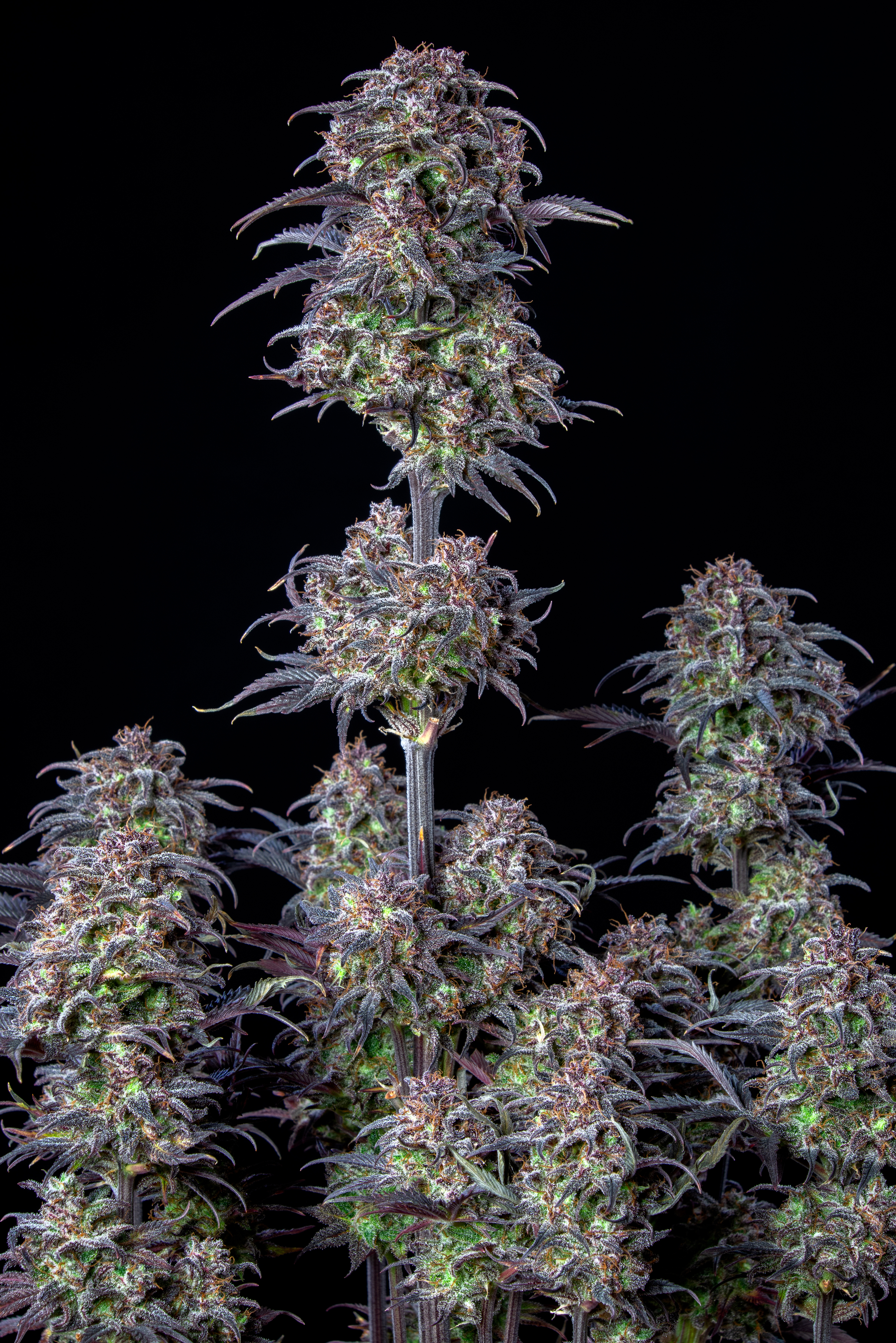 Original Blueberry Auto