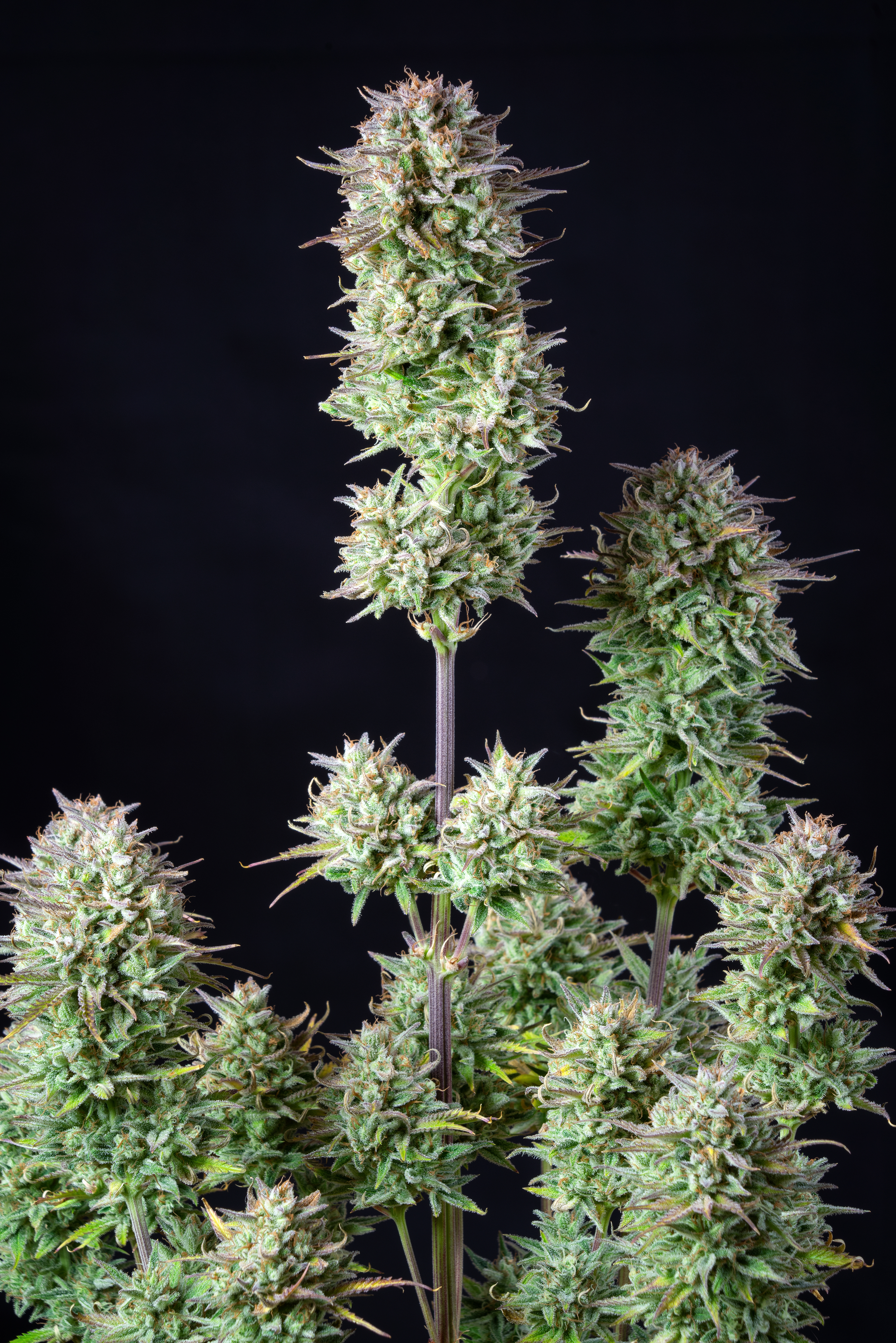 Kosher Cake Auto