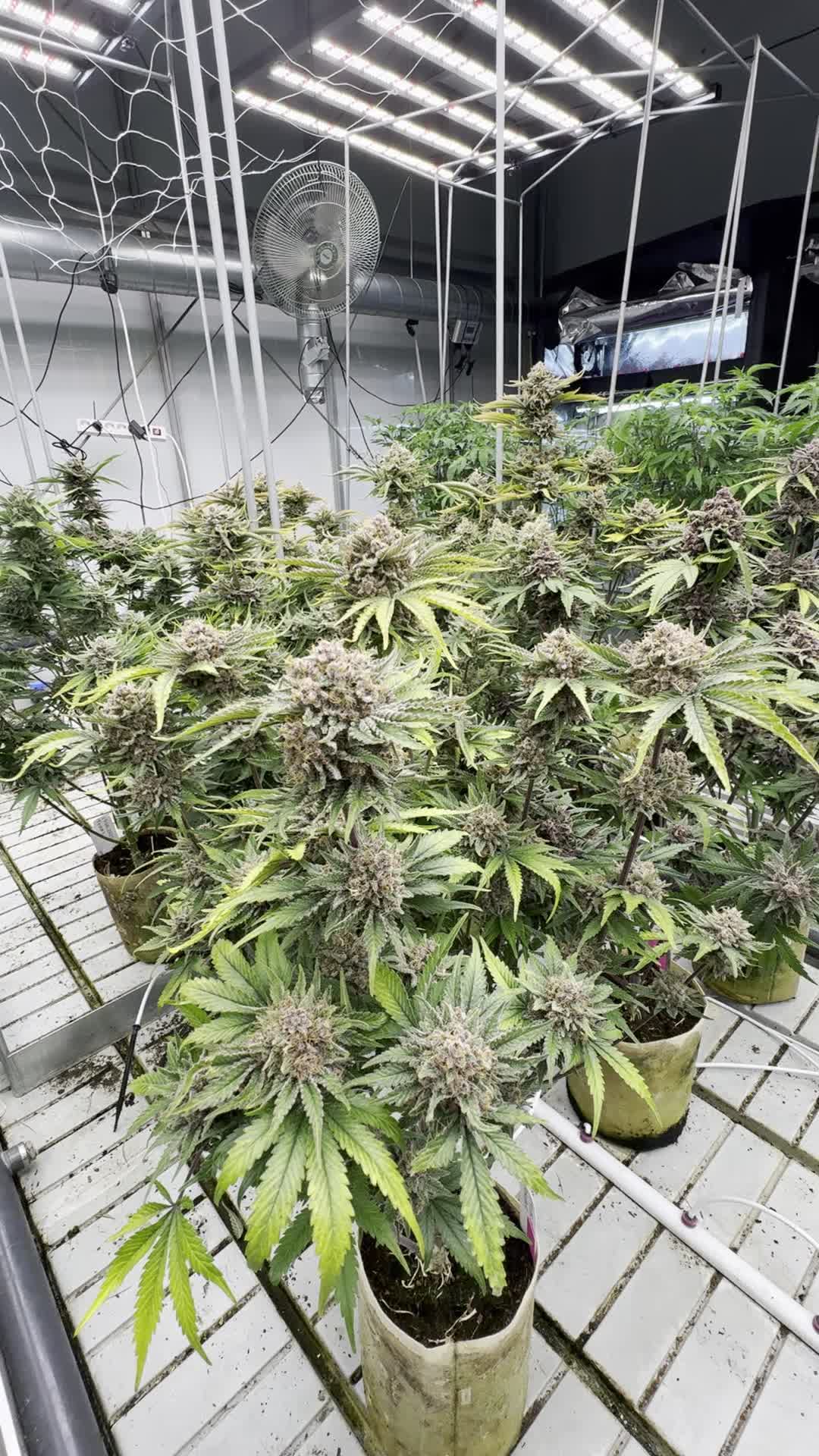 Cherry Cola Auto RF3