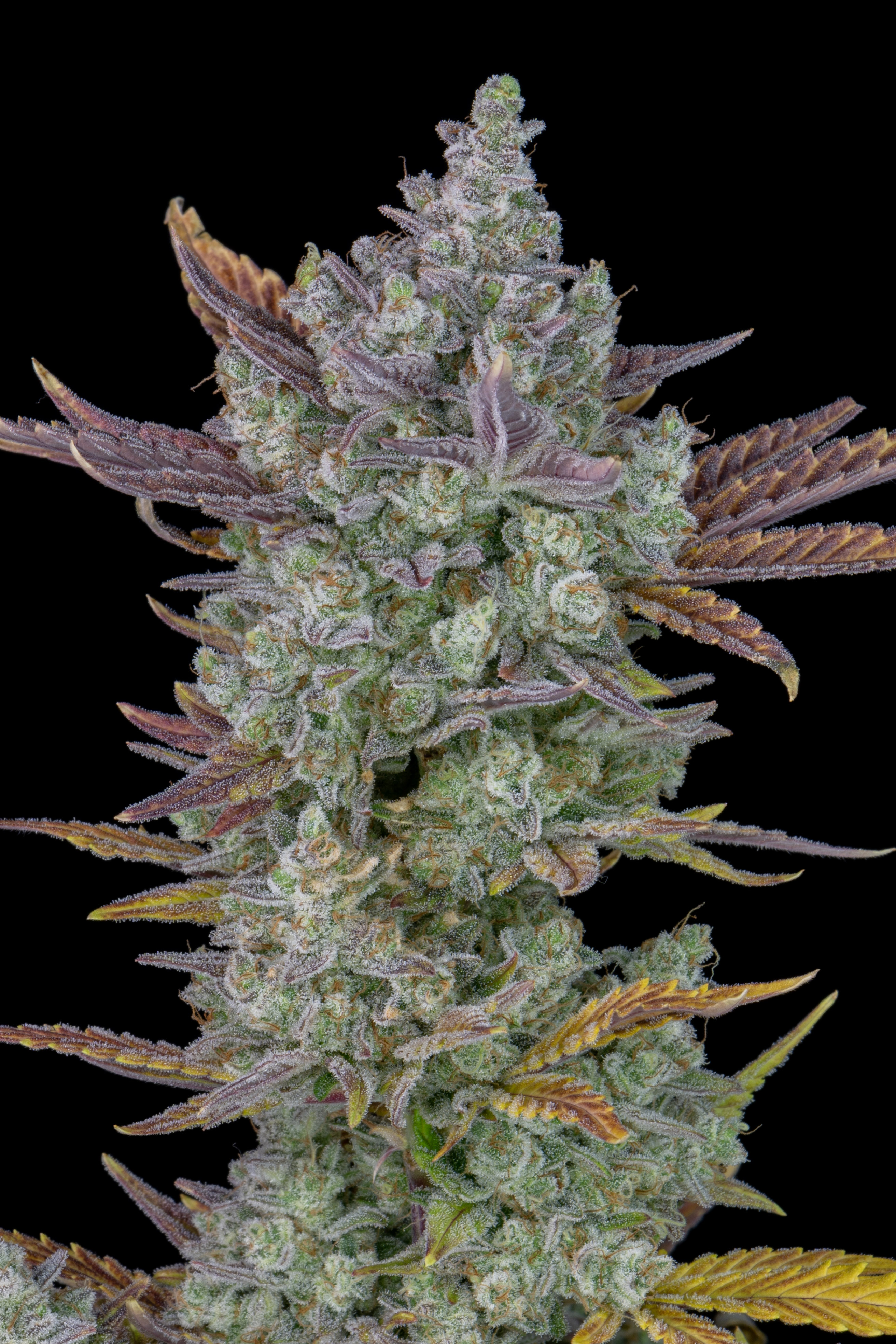 Gorilla Cookies