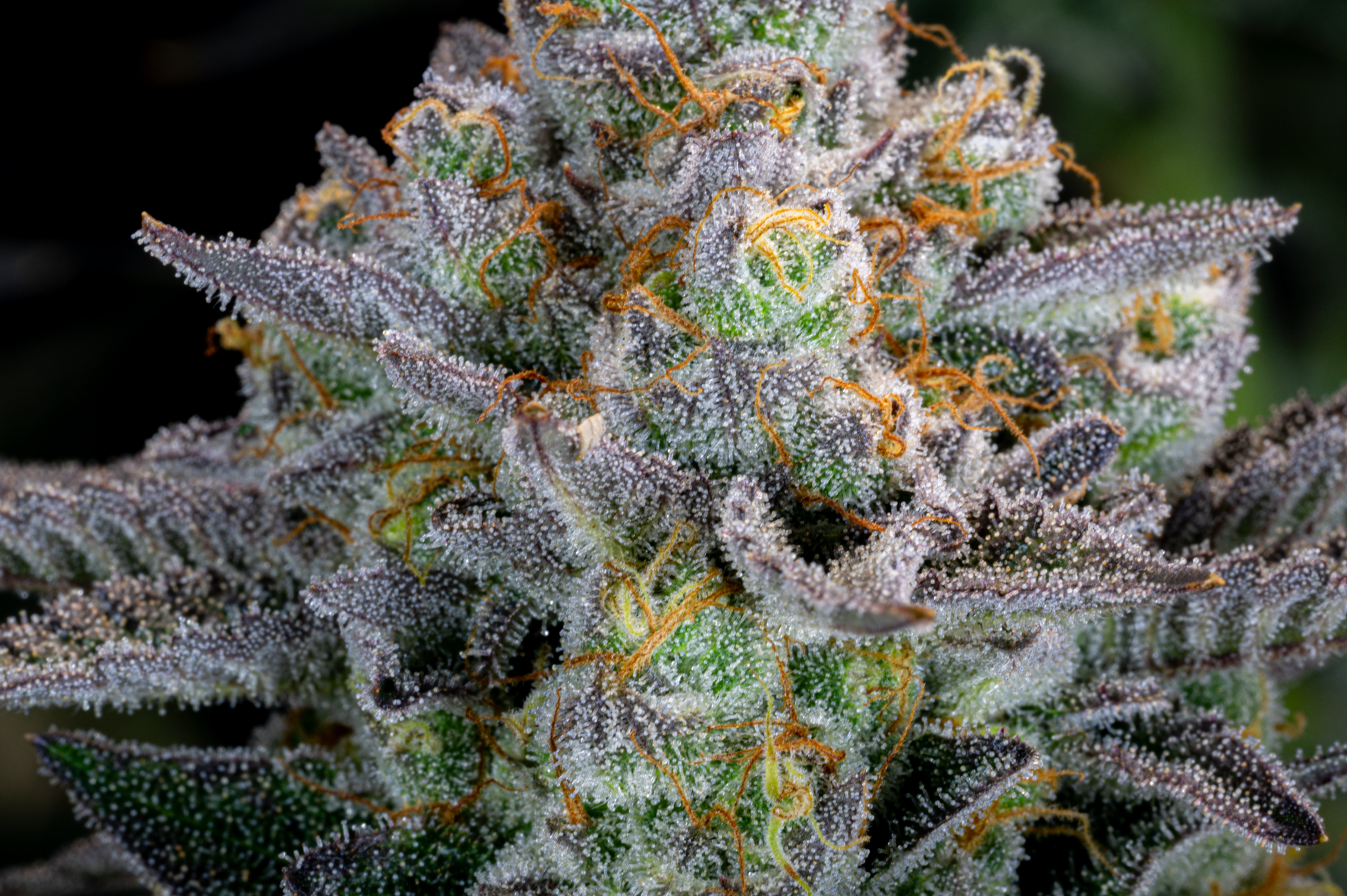 Gorilla Cookies FF