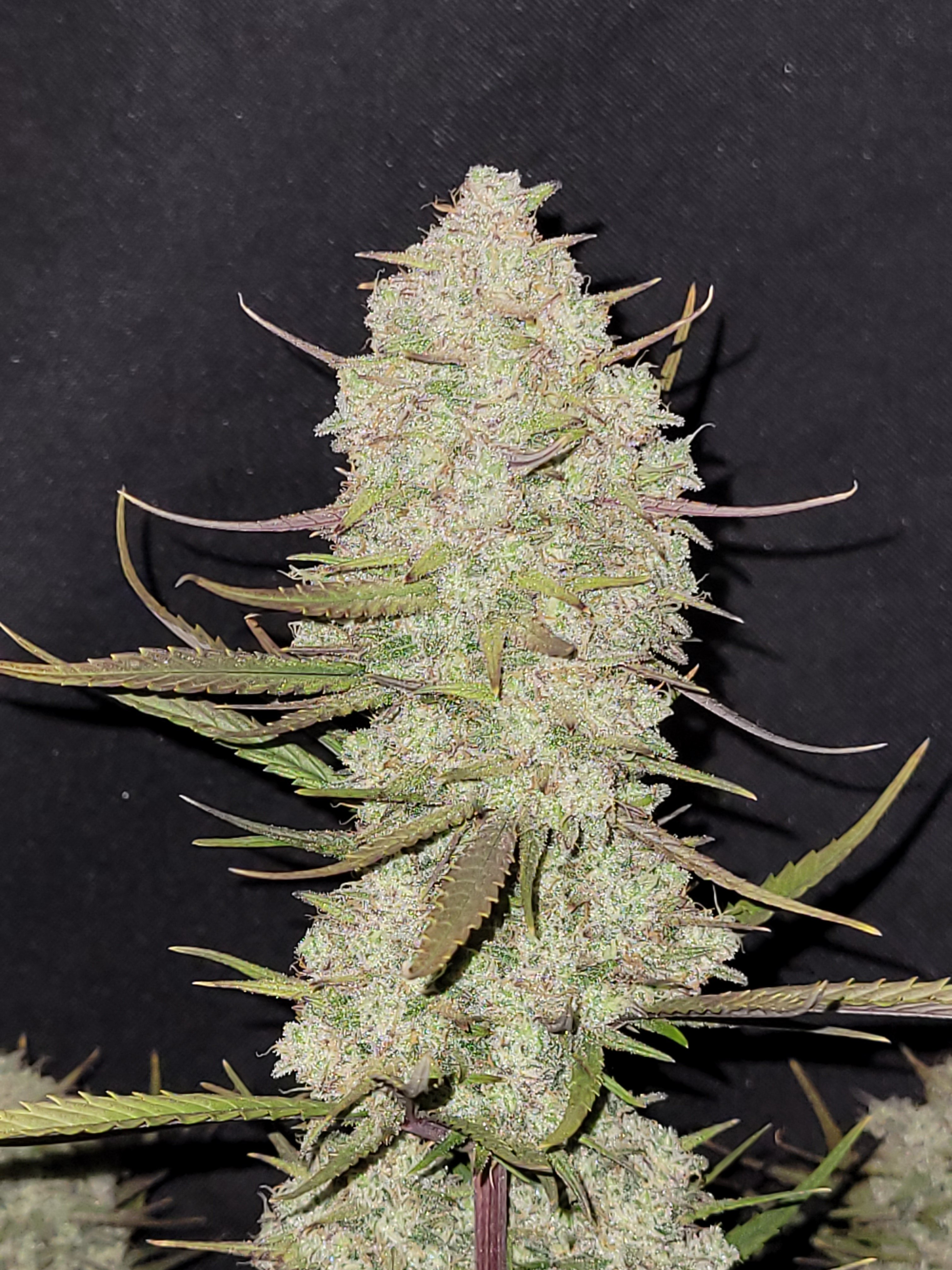 Tropicana Cookies Auto