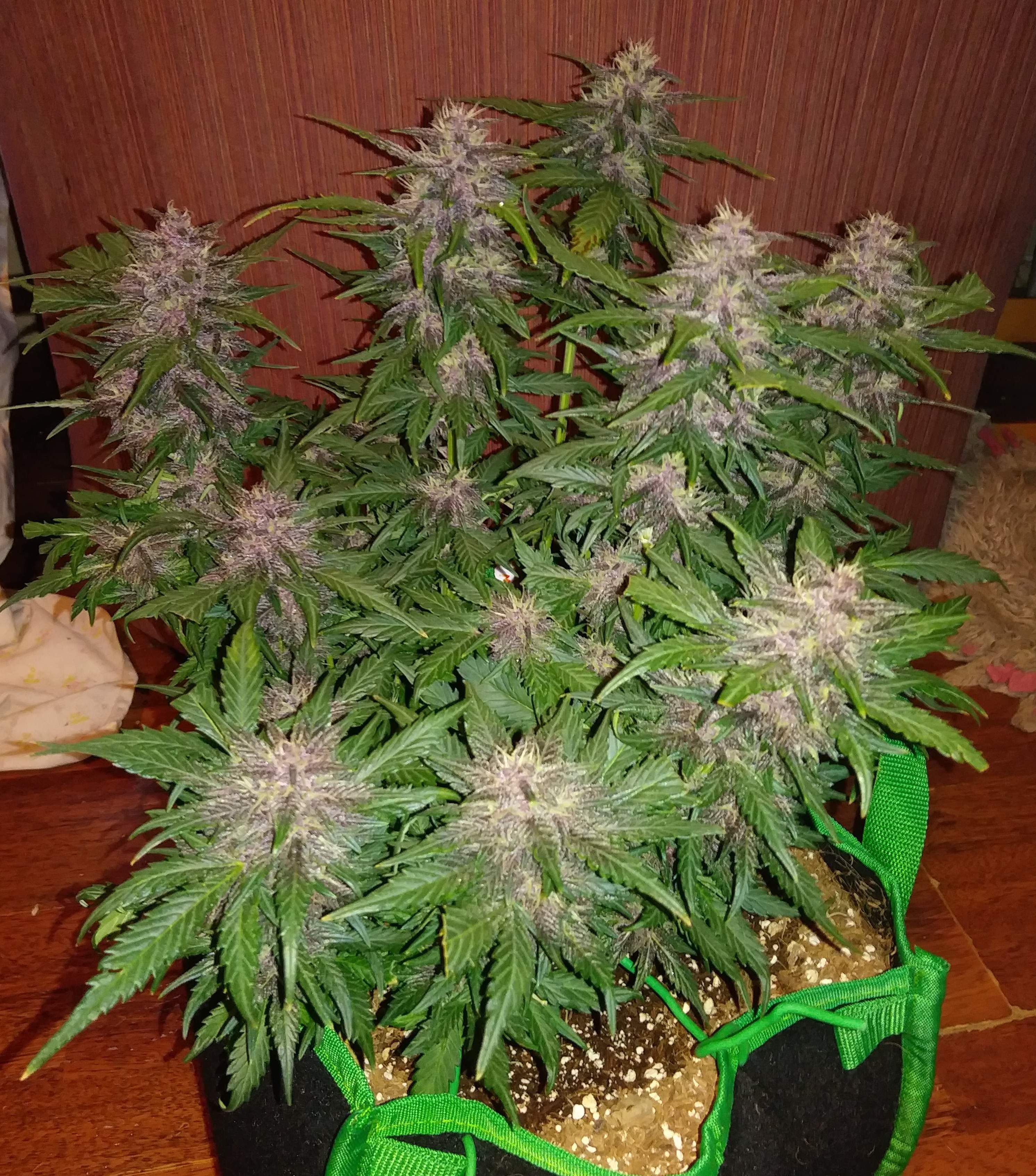 Crystal METH