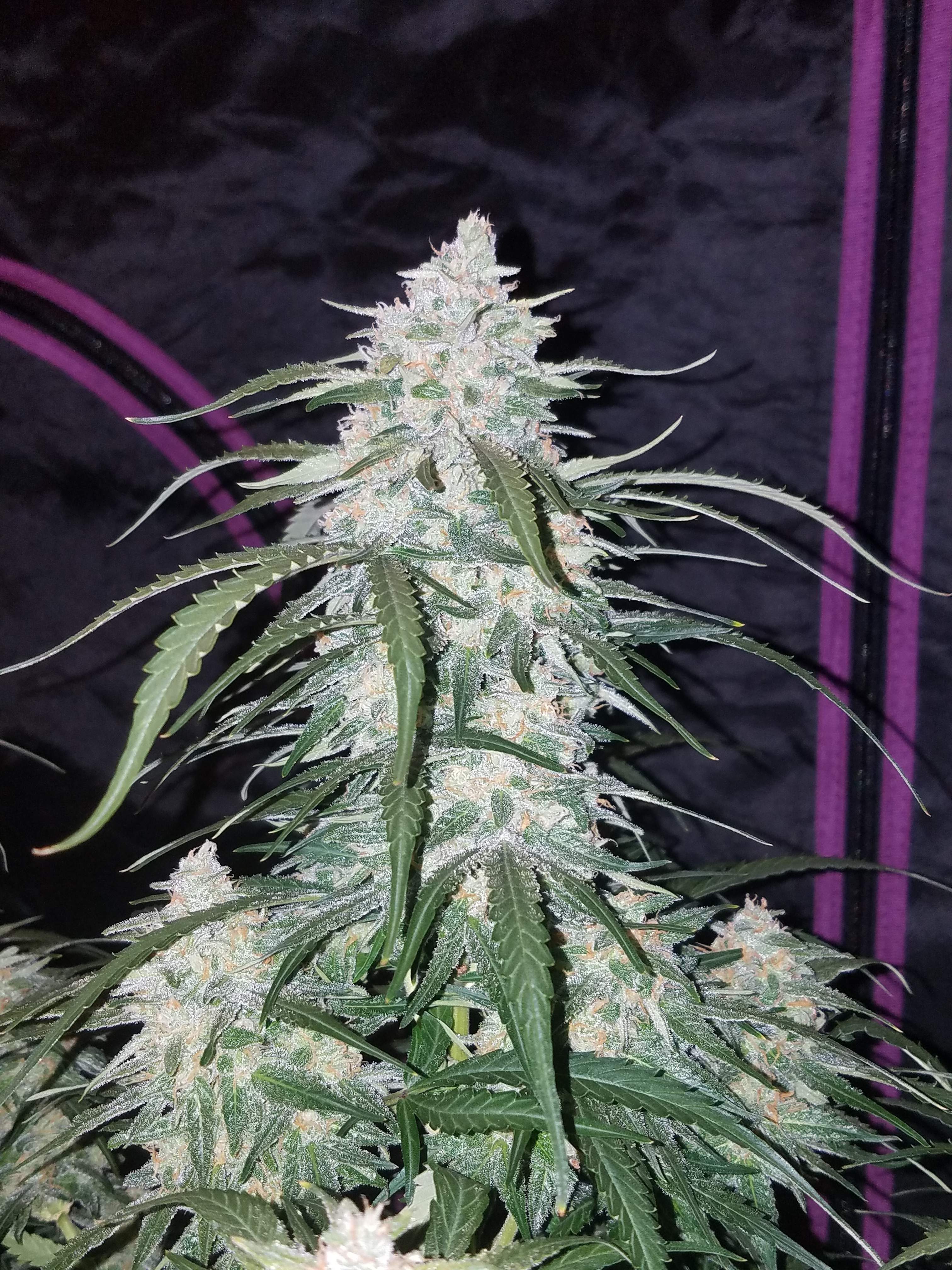 Pineapple Express - Fotogalerie - Fast Buds Autoflowering Cannabis Samen