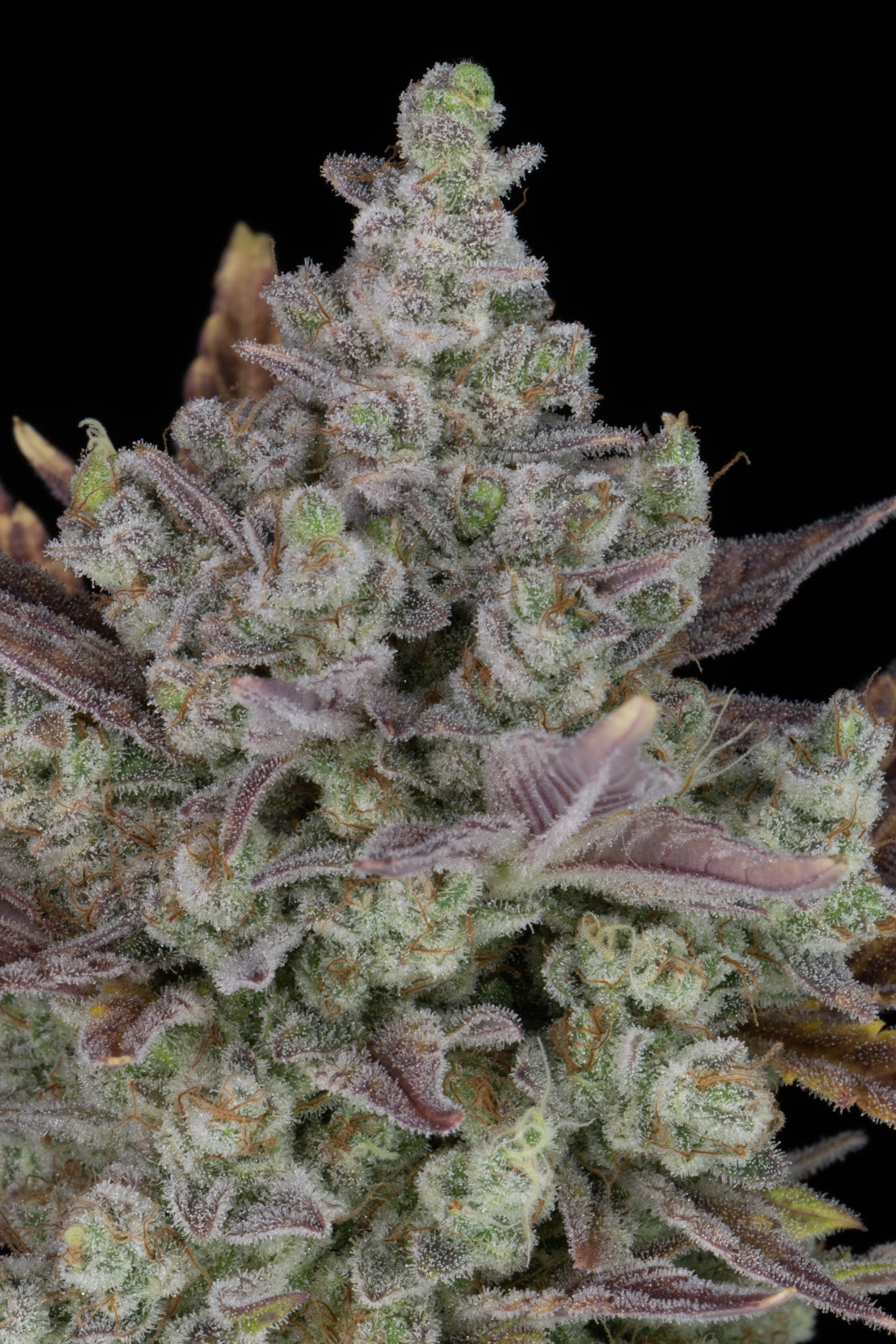 Gorilla Cookies