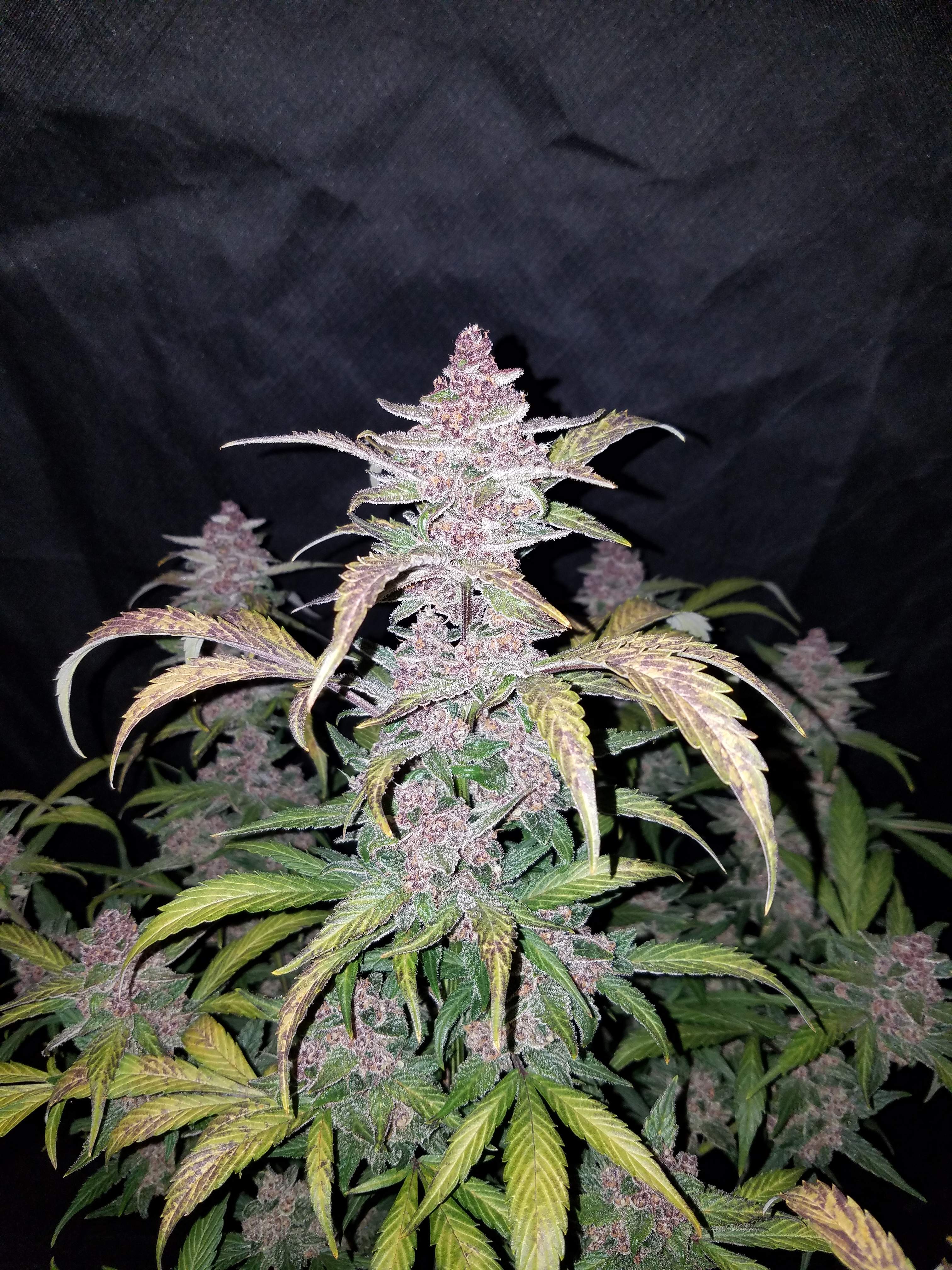 Blackberry