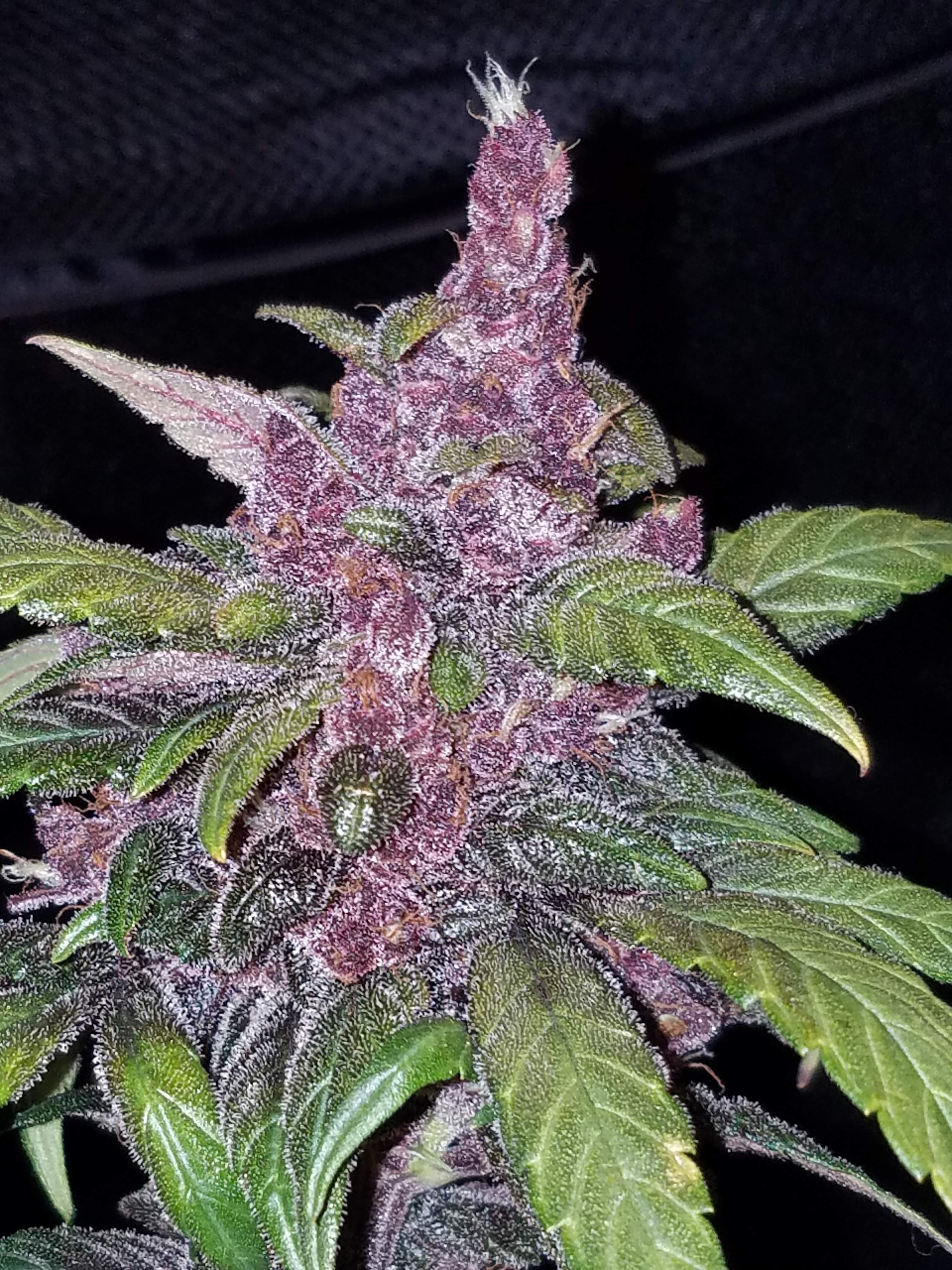 LSD-25