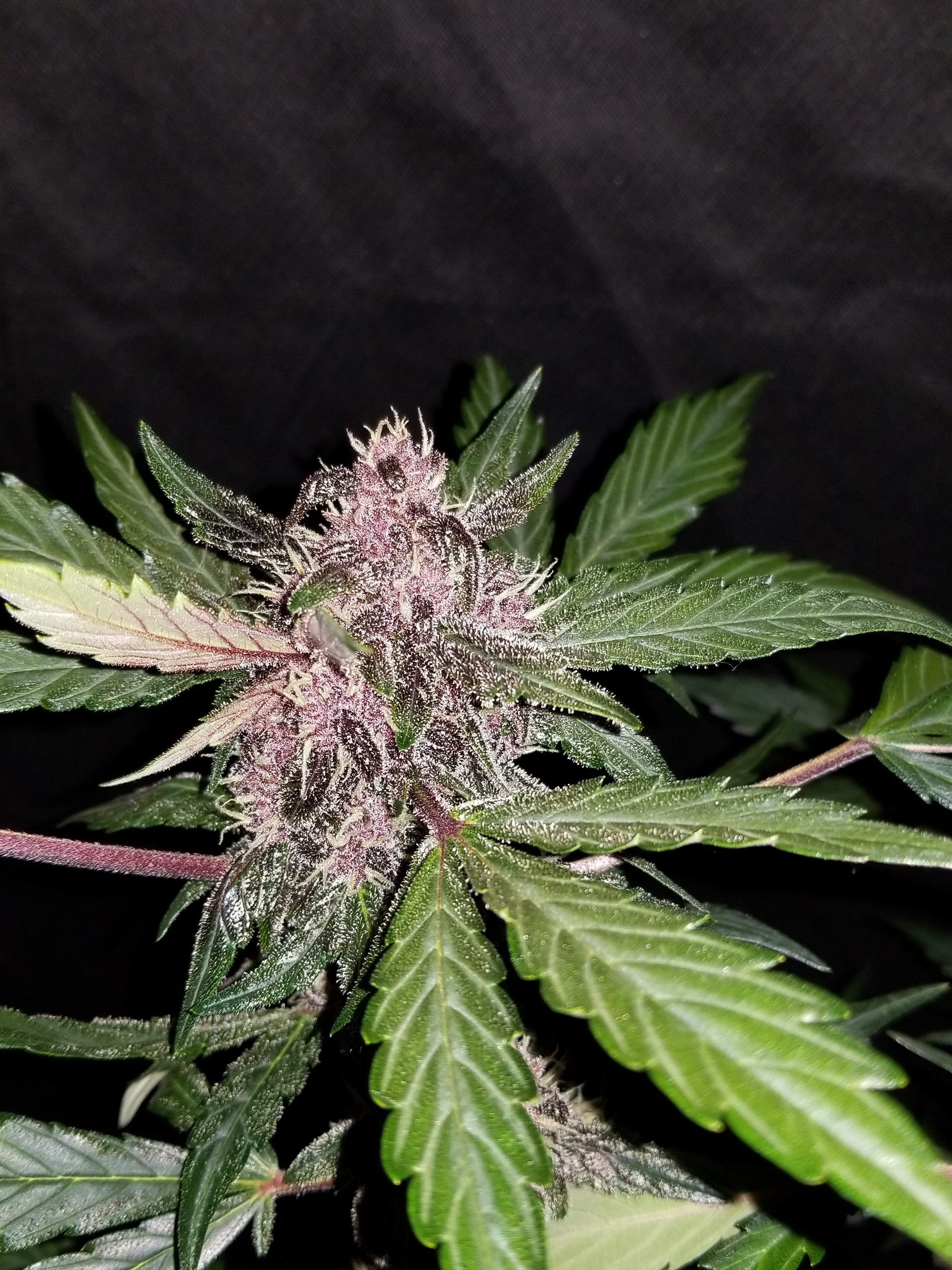 Crystal METH