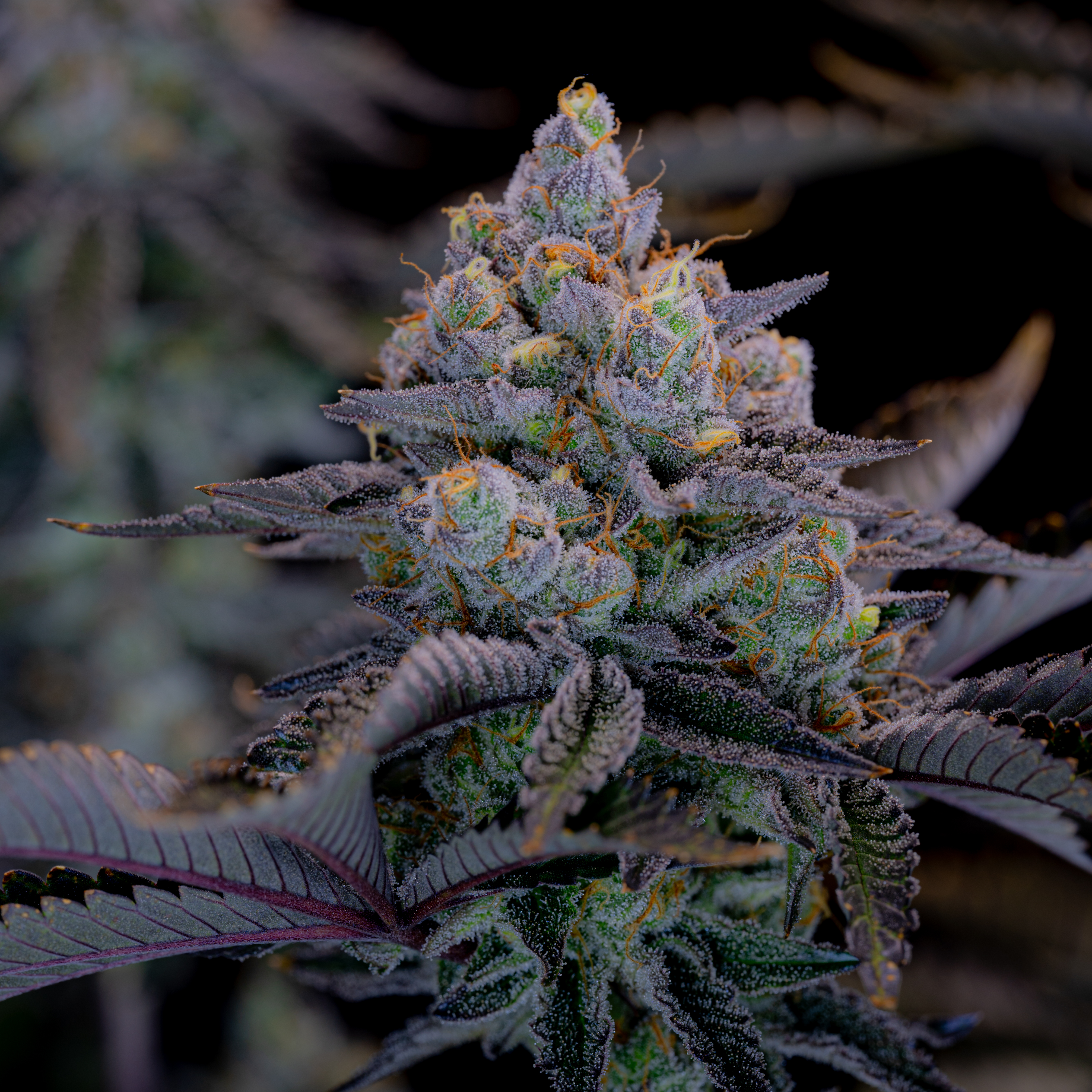 Gorilla Cookies FF