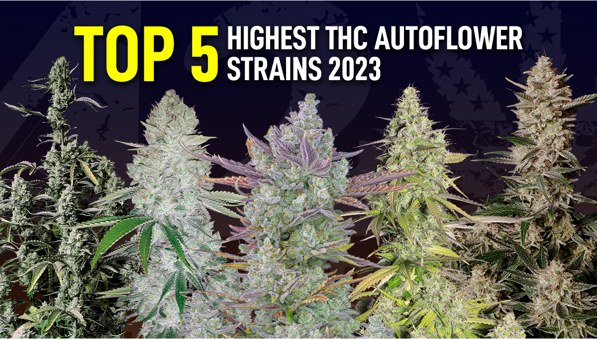 Top 5 Highest THC Autoflowering Strains | Fast Buds