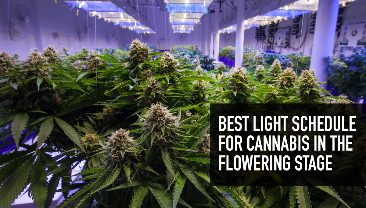 Best Light Schedule For Cannabis In The Flowering Stage Fast Buds