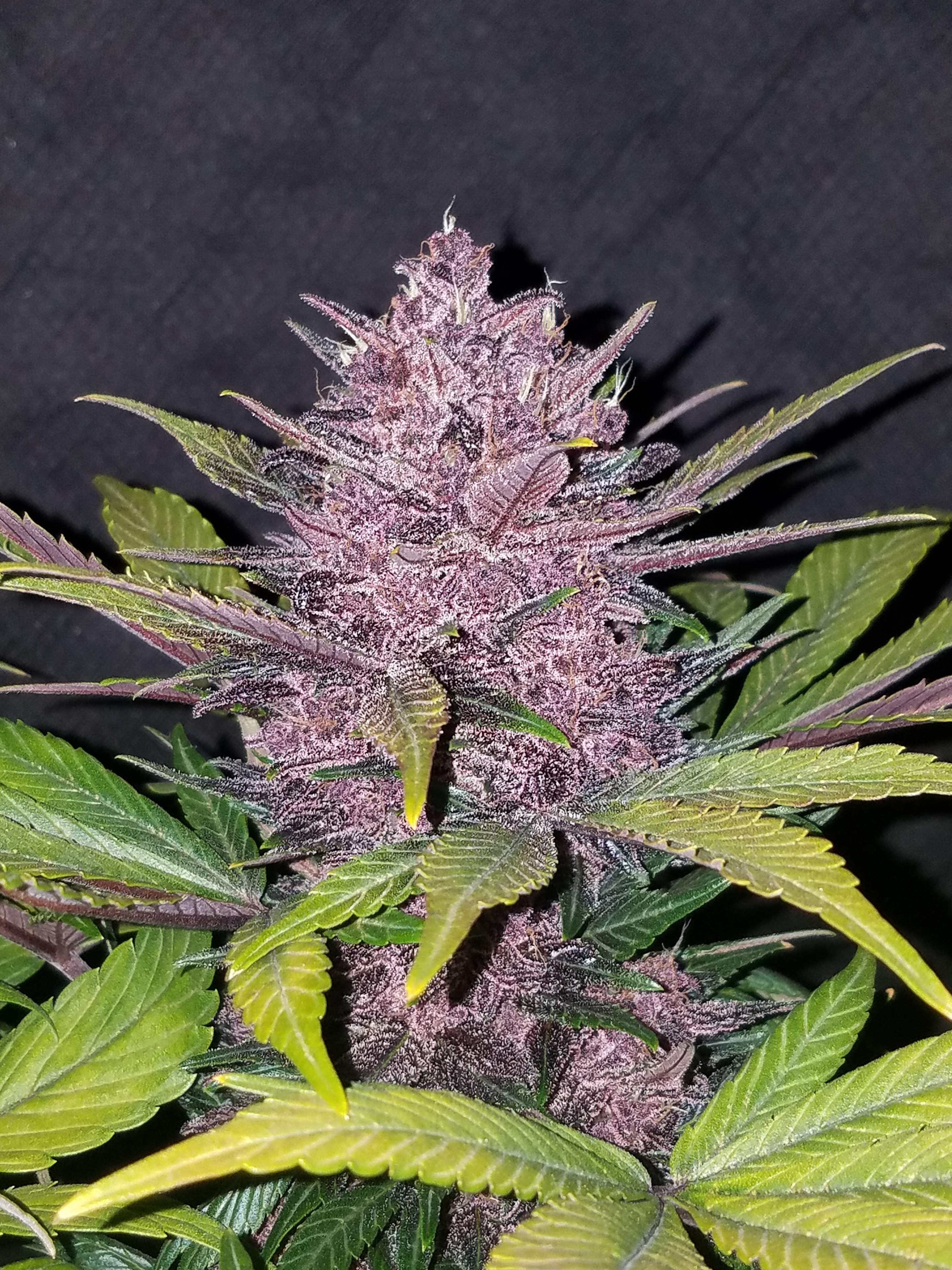 Blackberry