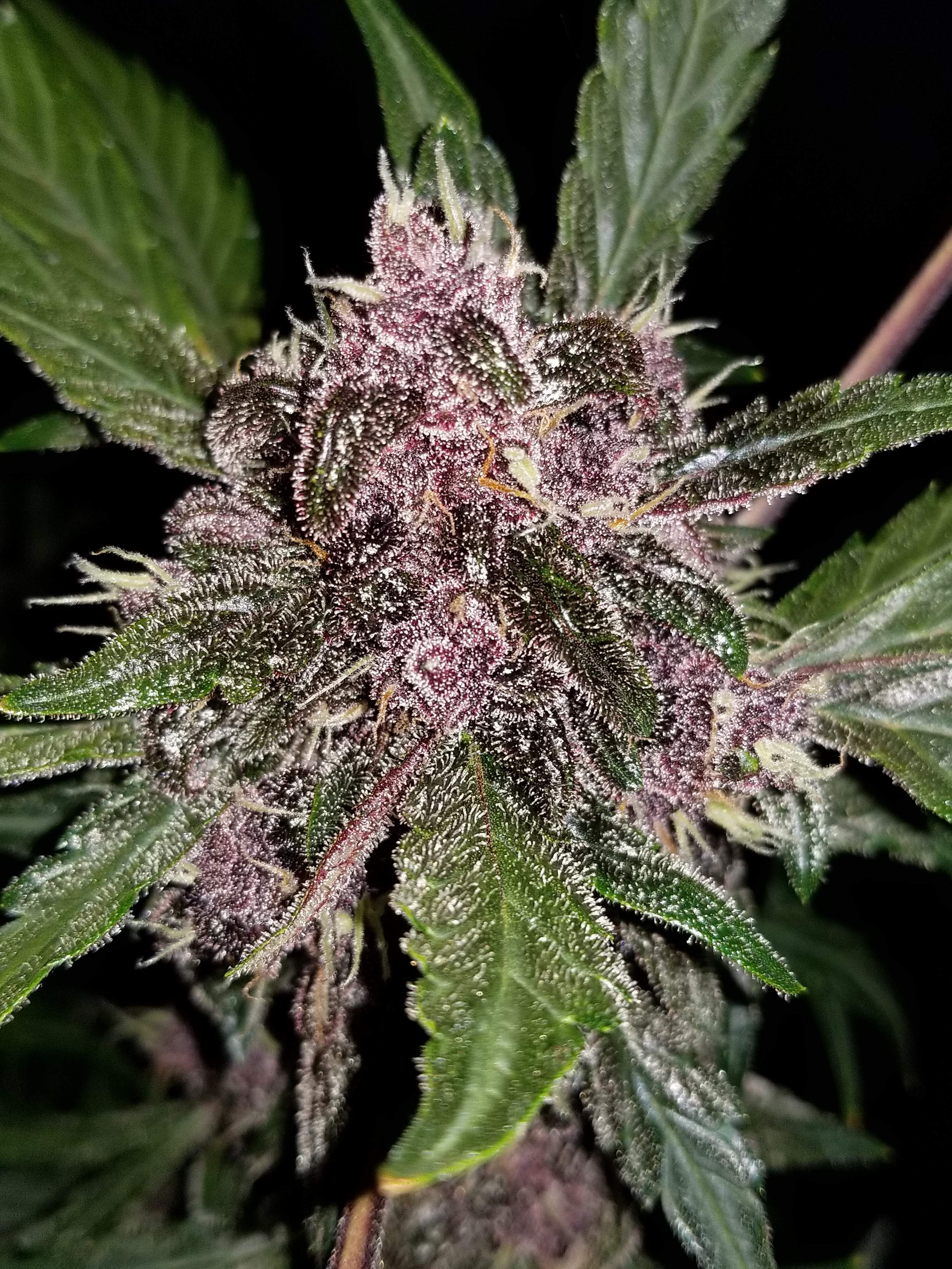 Crystal METH