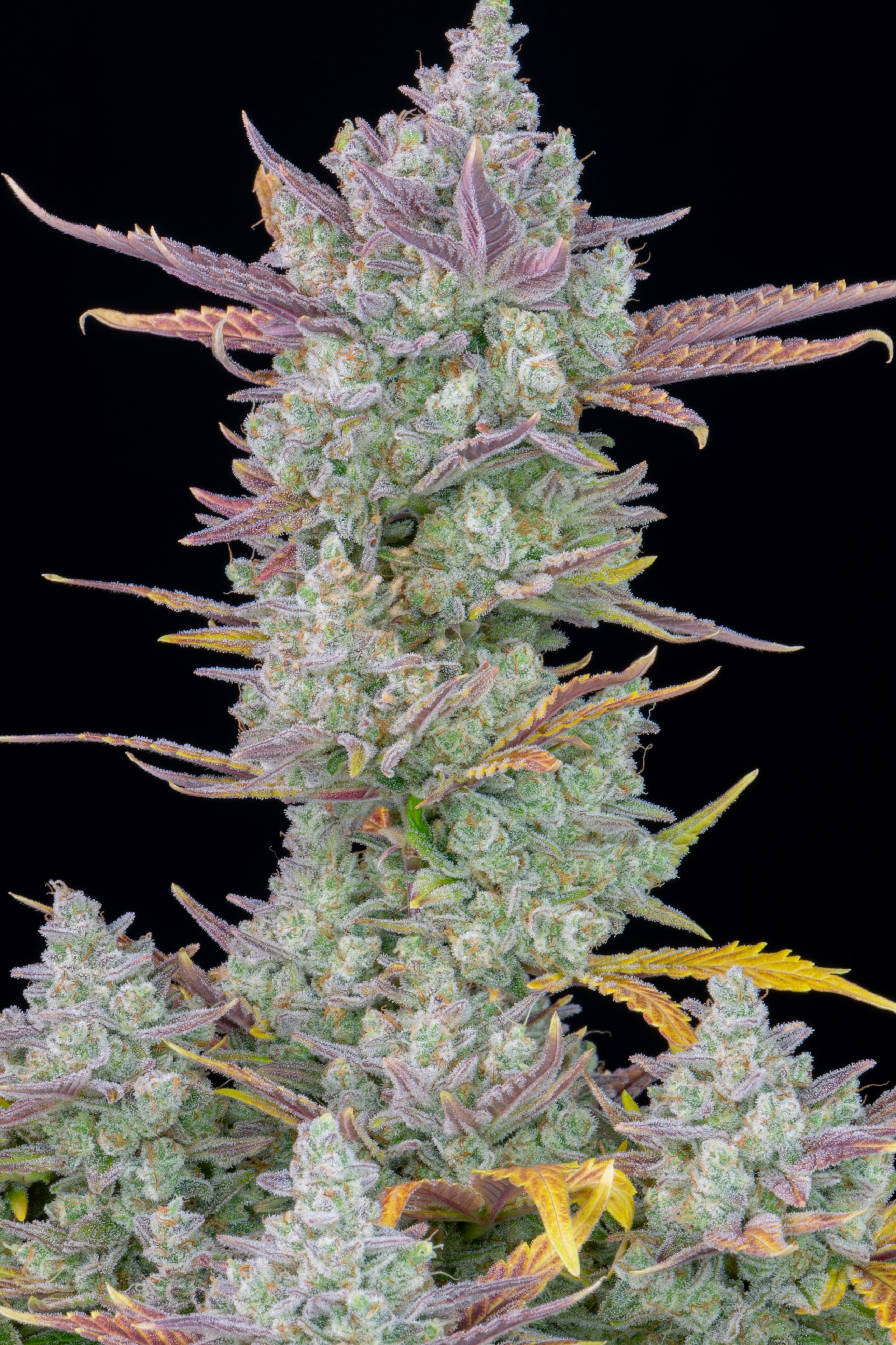 Gorilla Cookies