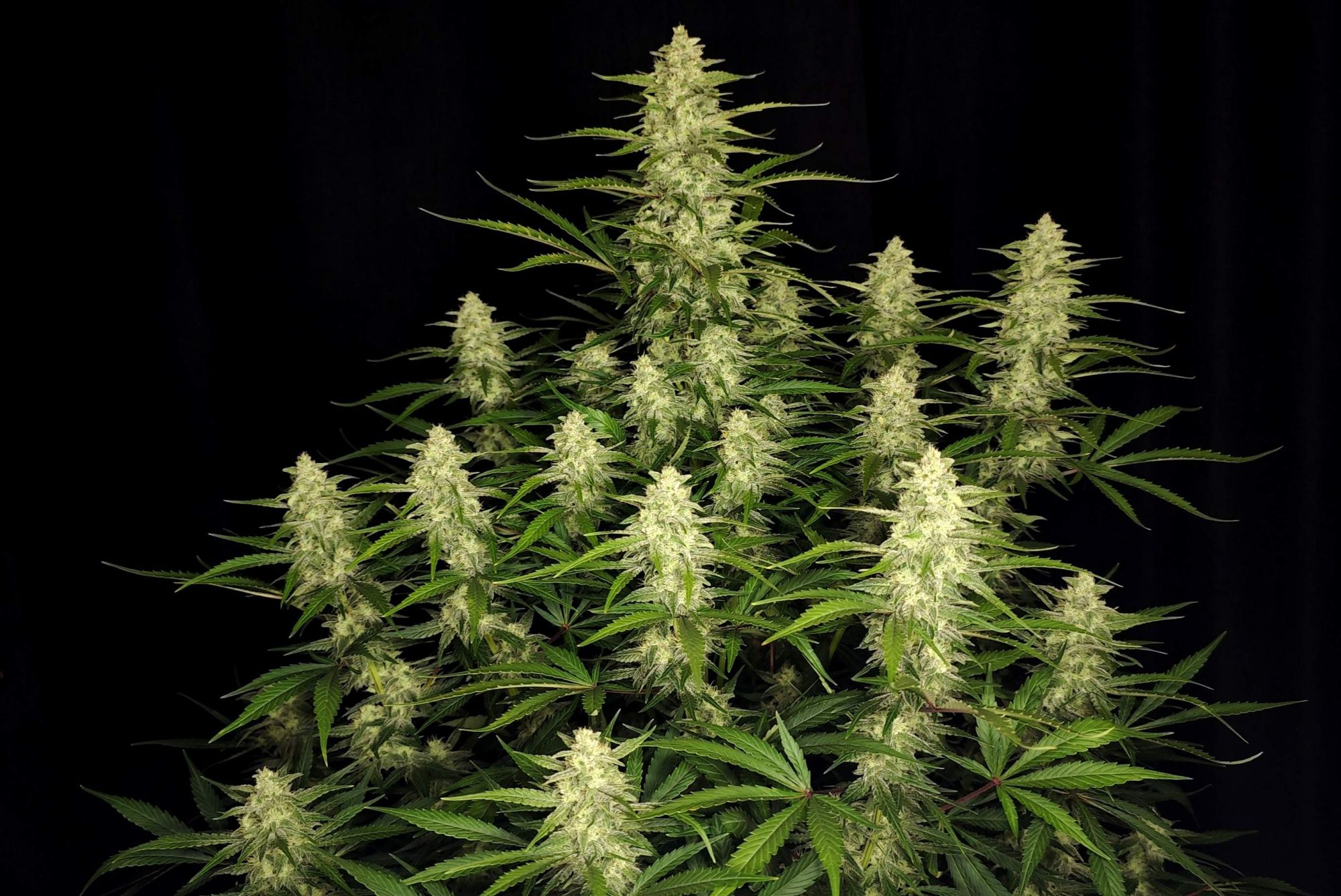  Papaya Cookies Auto