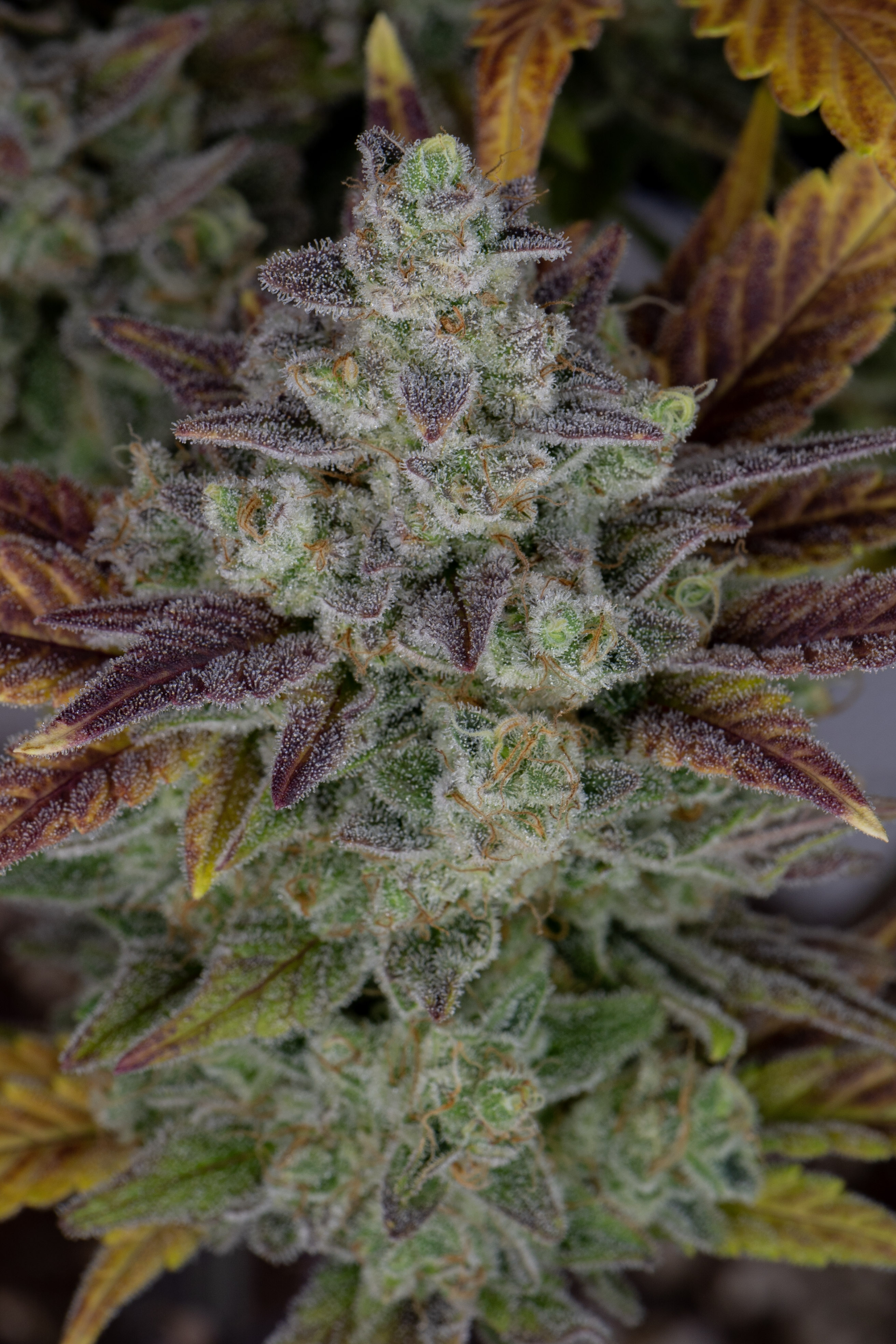 Gorilla Cookies