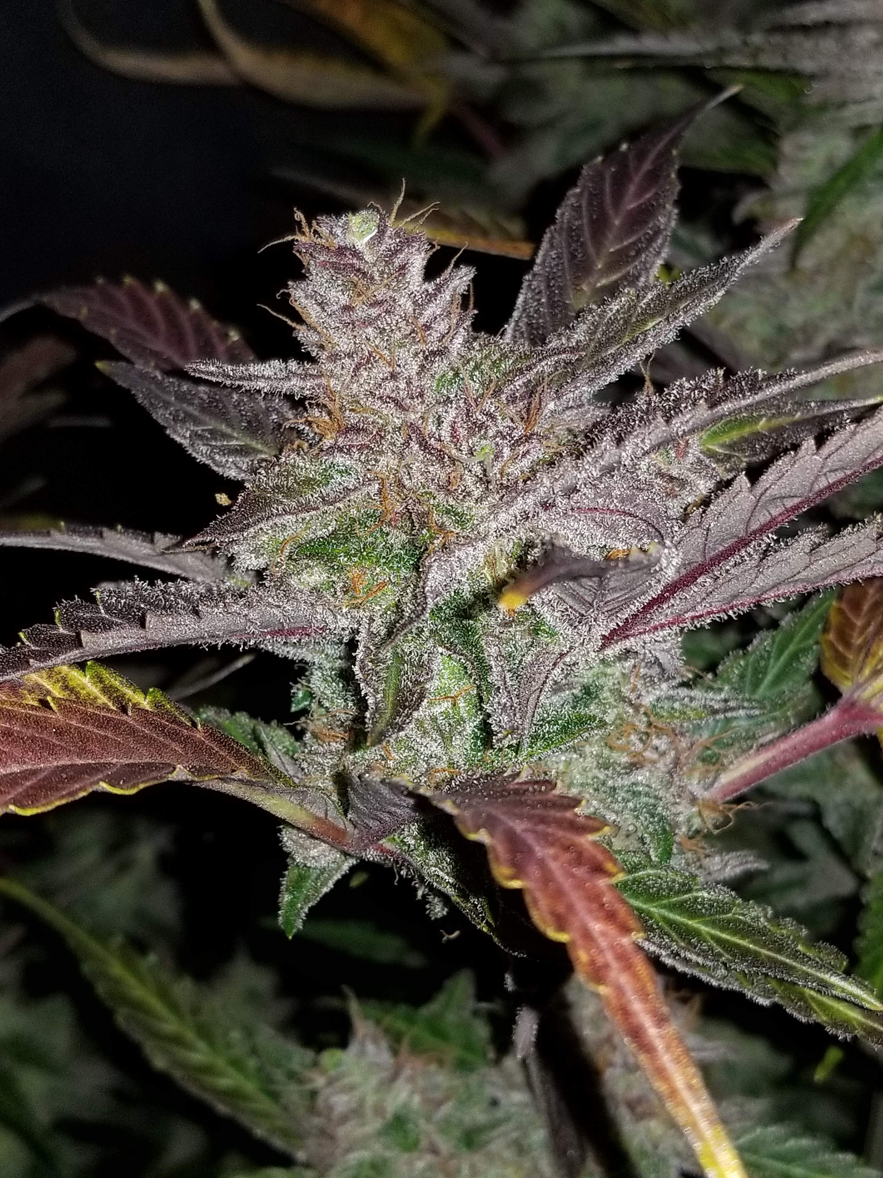 Cream Cookies