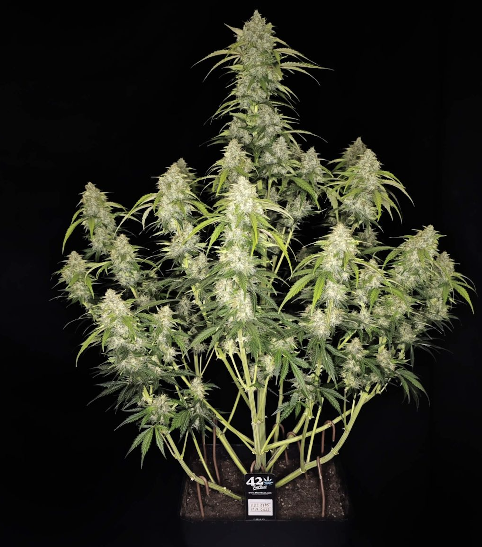  Papaya Cookies Auto