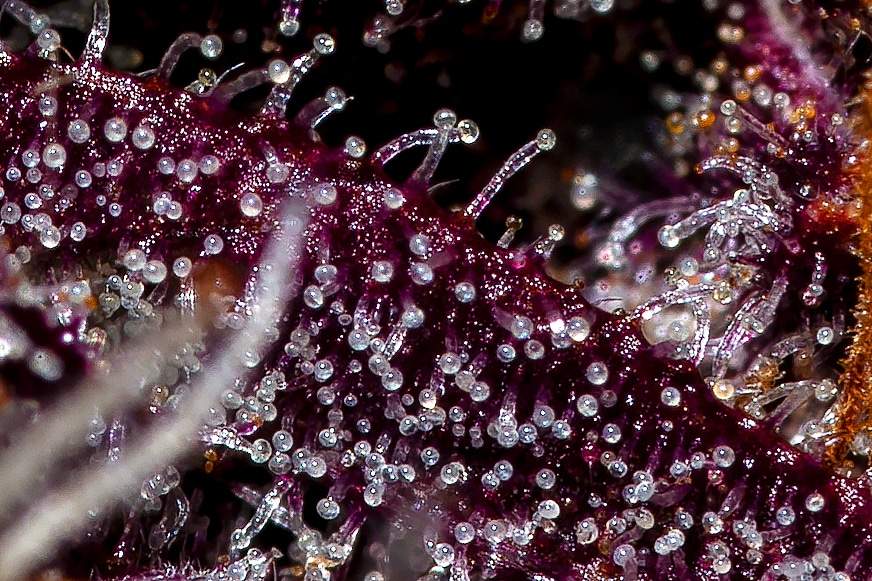 Blackberry
