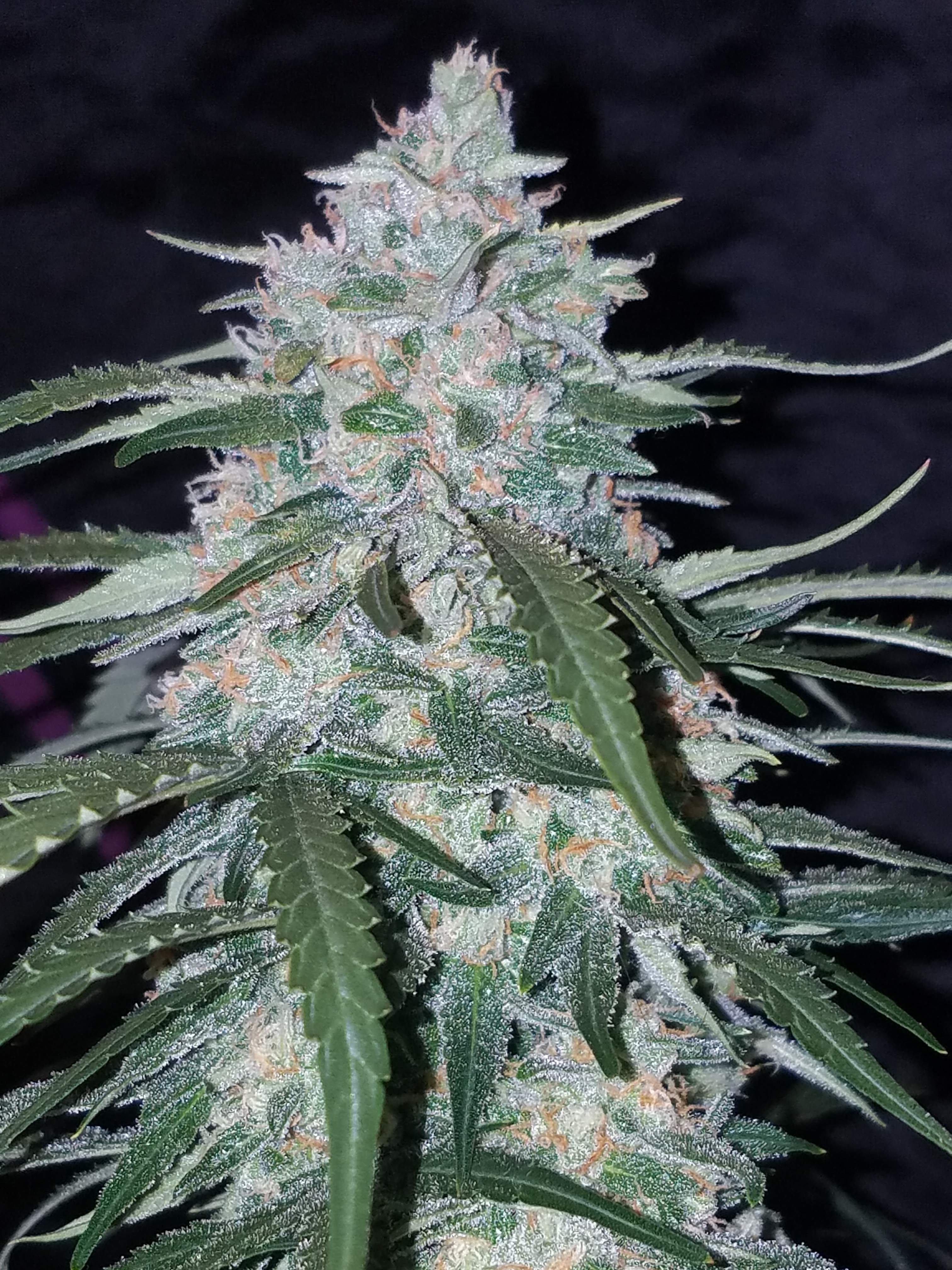 Pineapple Express - Fotogalerie - Fast Buds Autoflowering Cannabis Samen