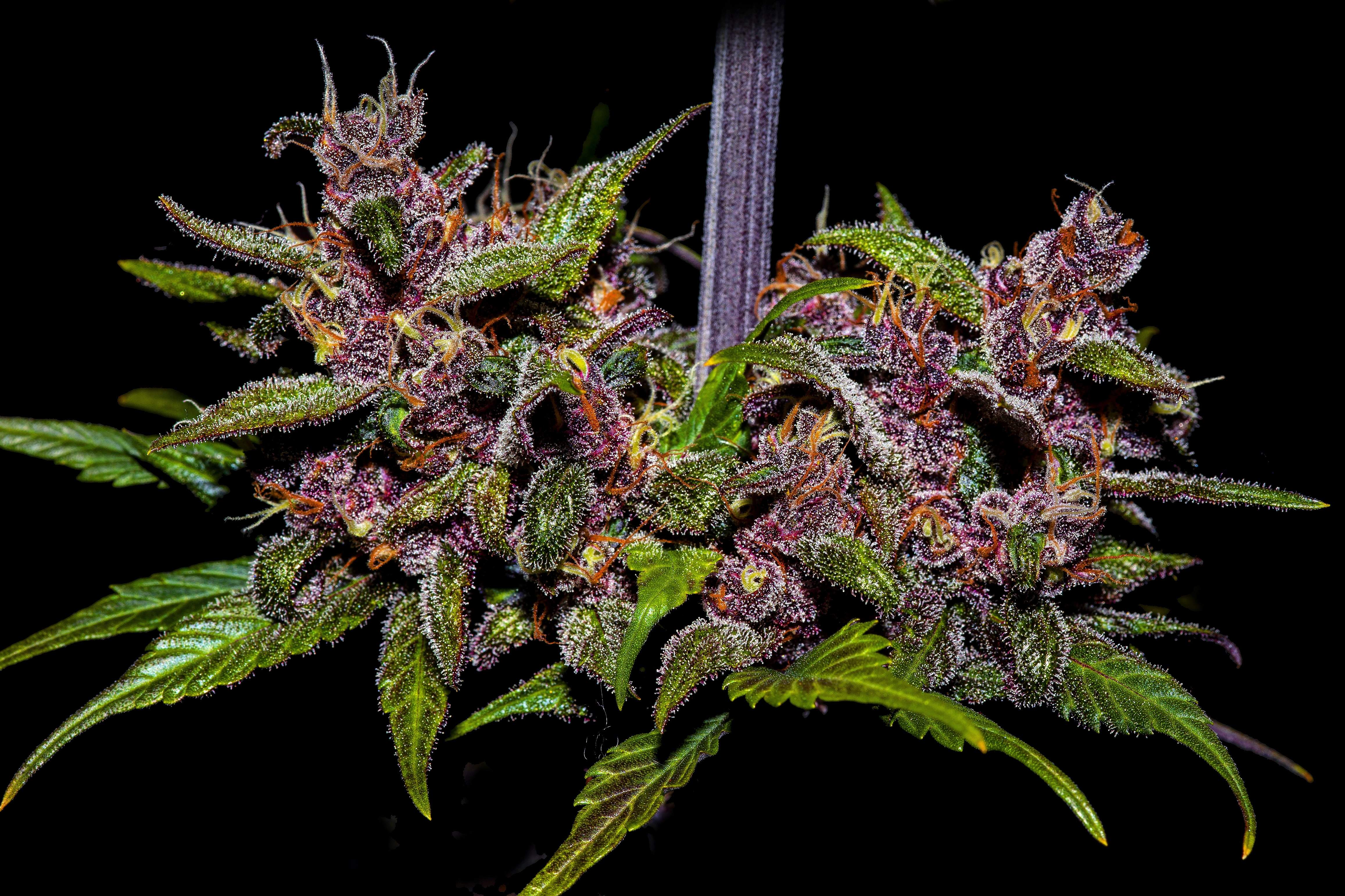 Blackberry