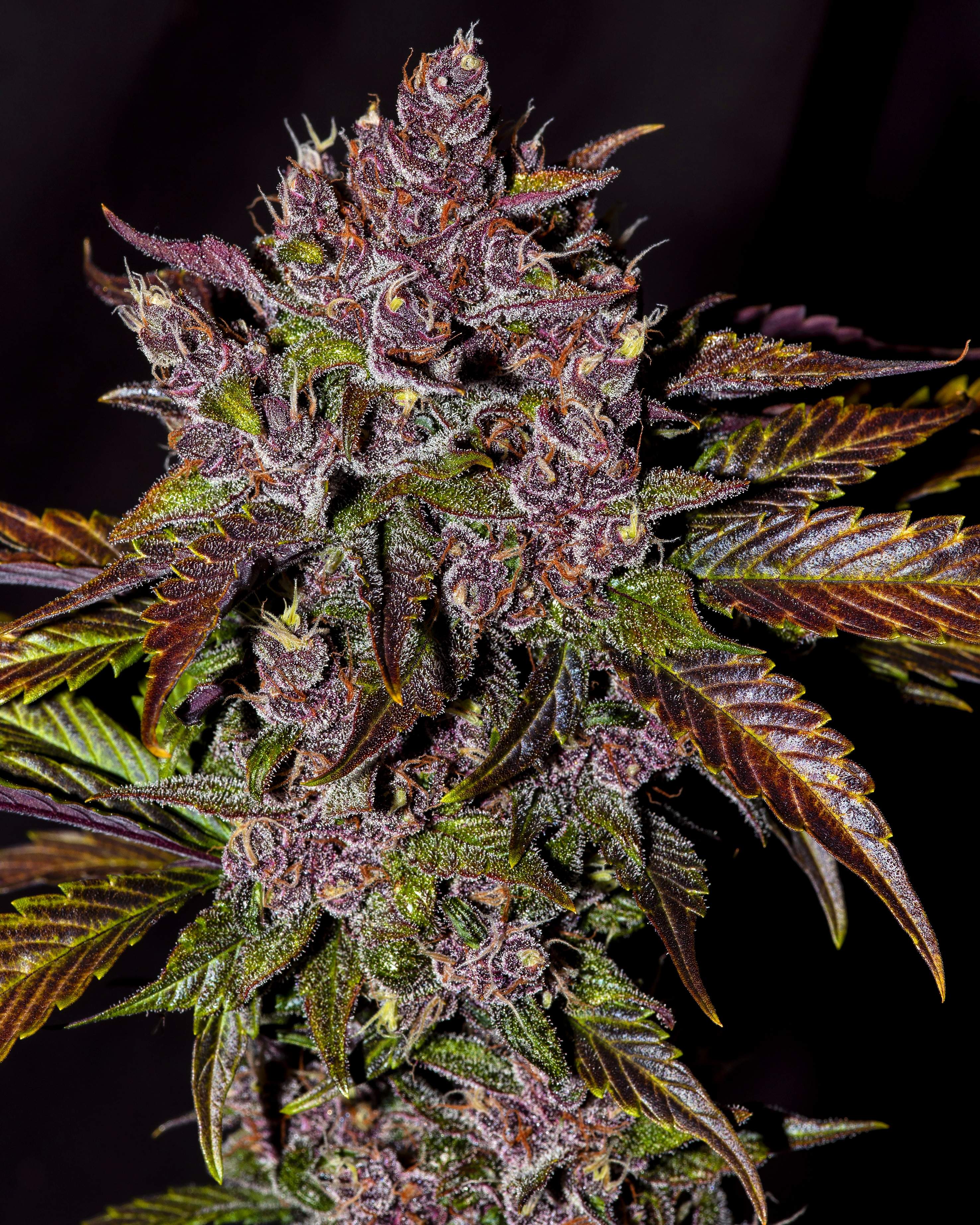 Blackberry
