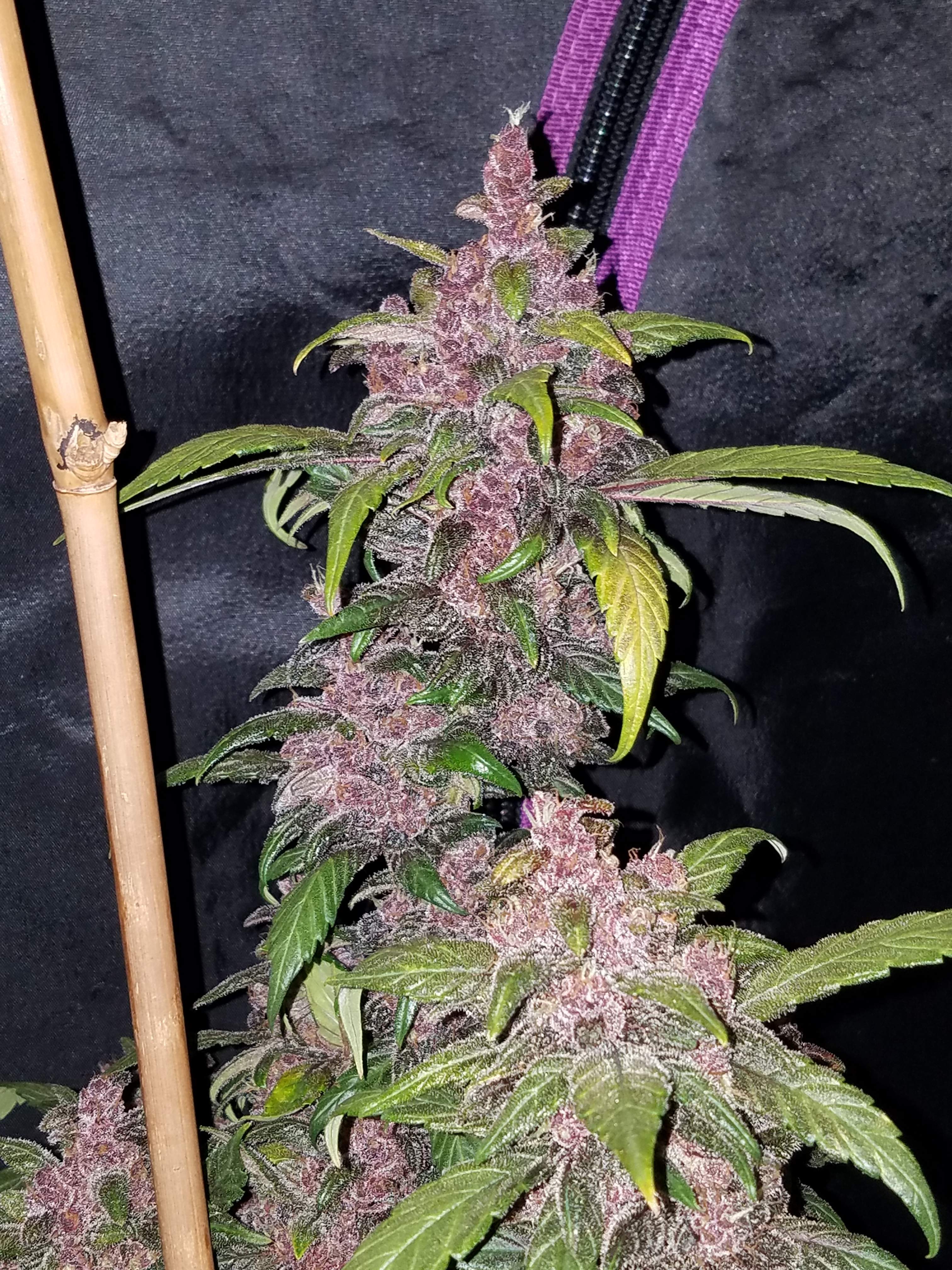 LSD-25
