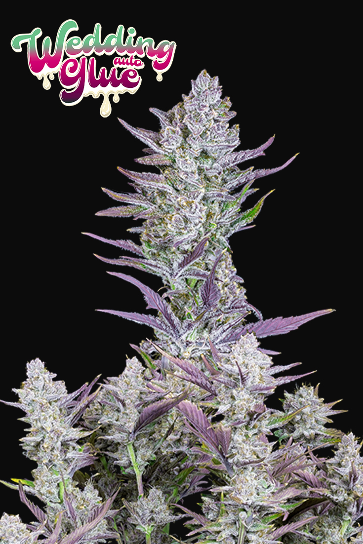 Wedding Glue Auto