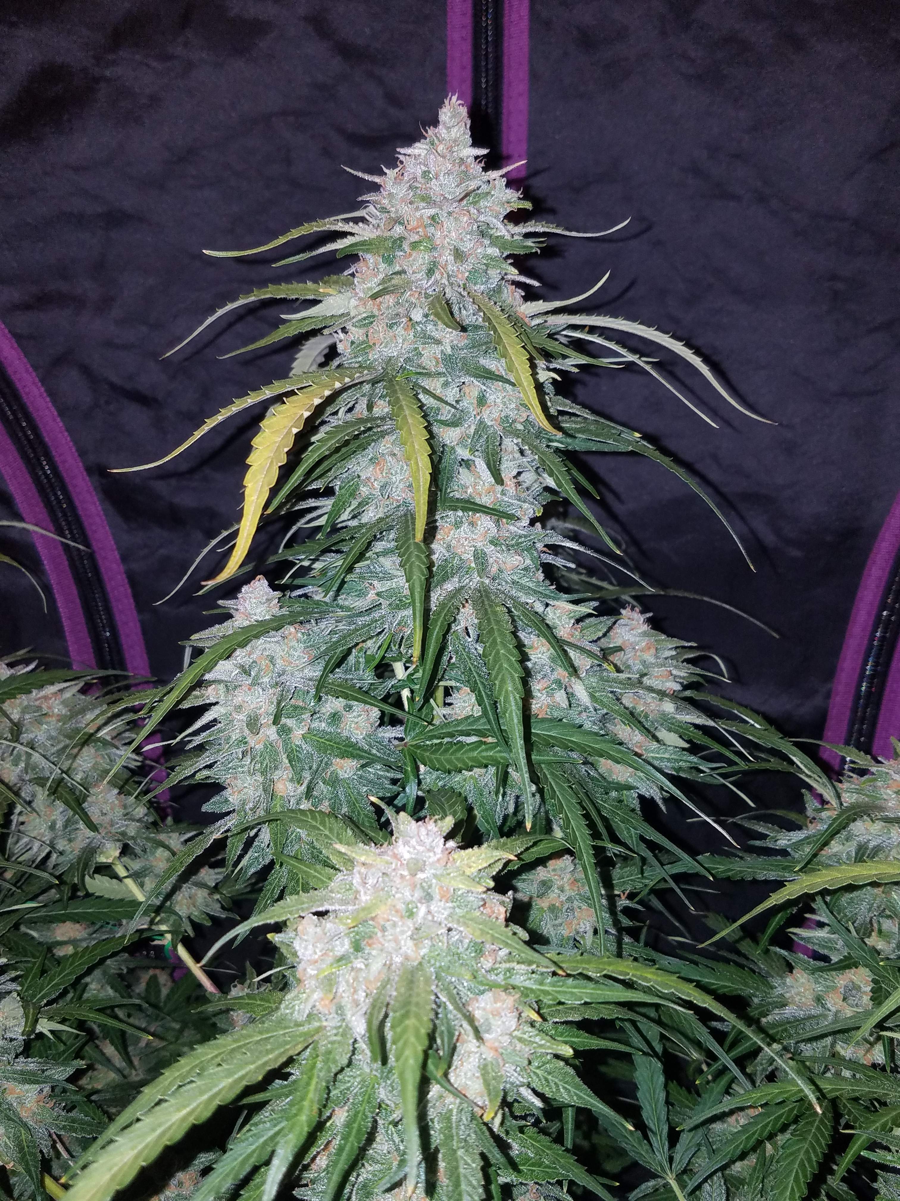 Pineapple Express - Fotogalerie - Fast Buds Autoflowering Cannabis Samen