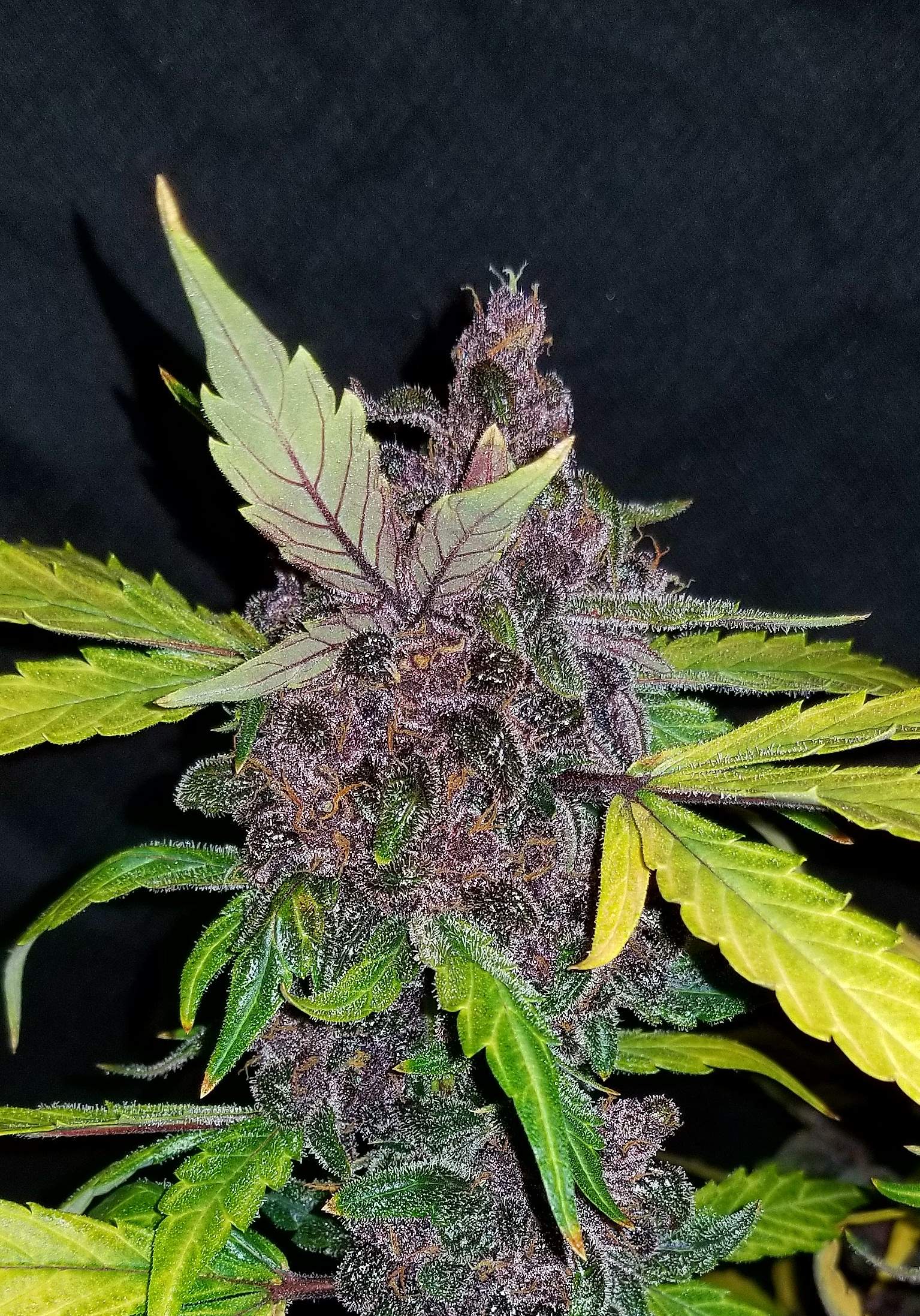 Crystal METH