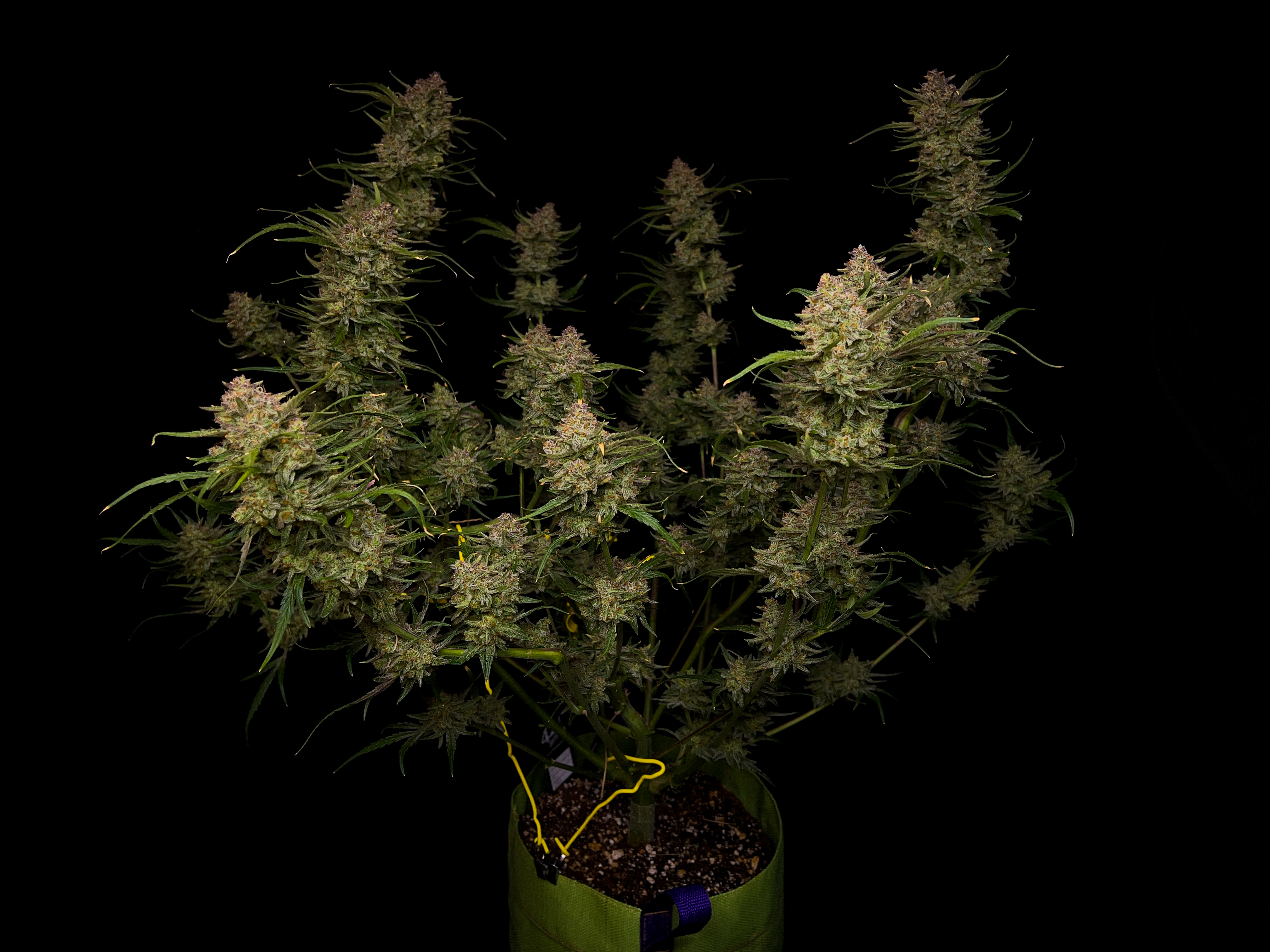 Guava Auto