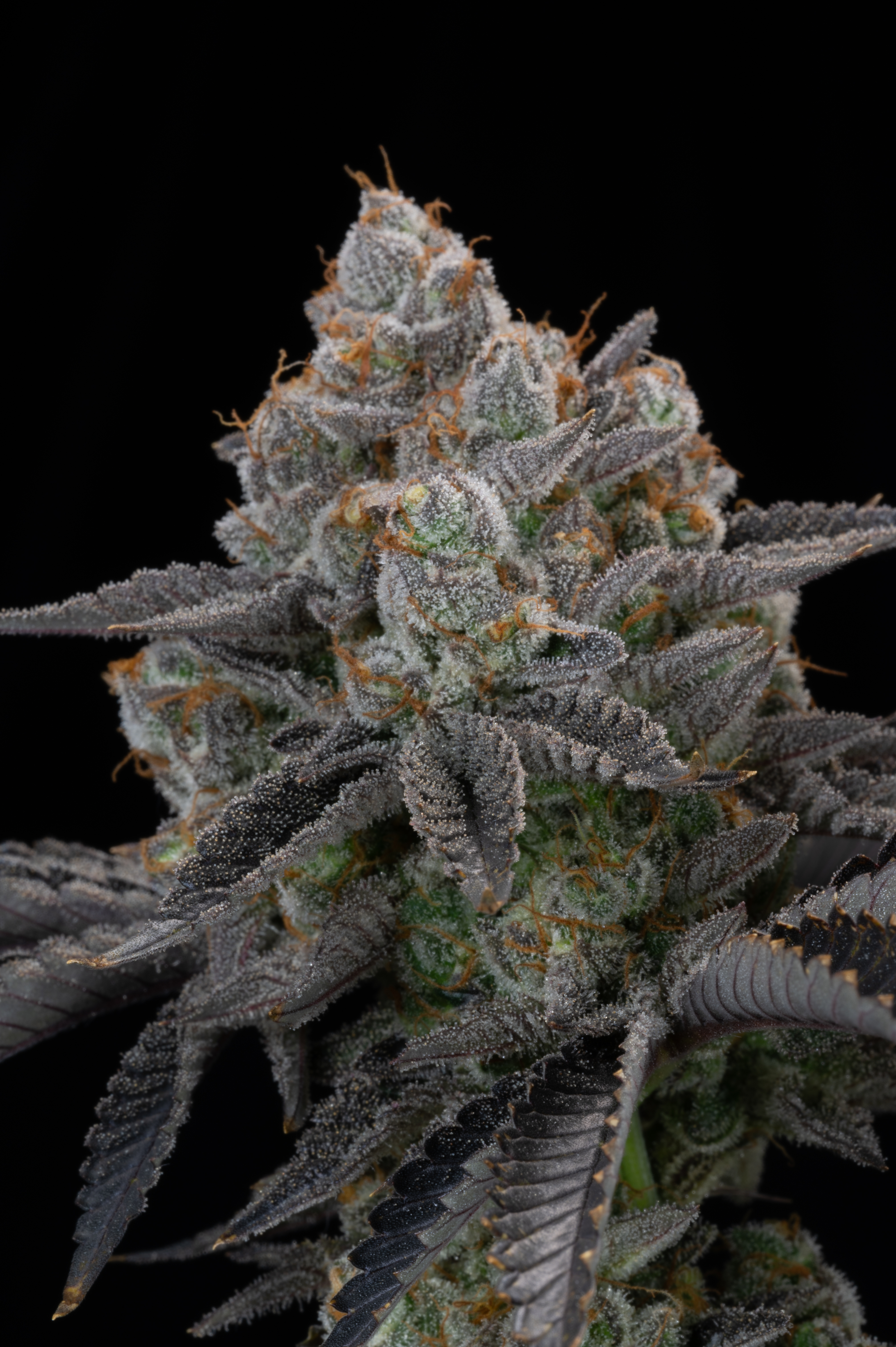 Gorilla Cookies FF