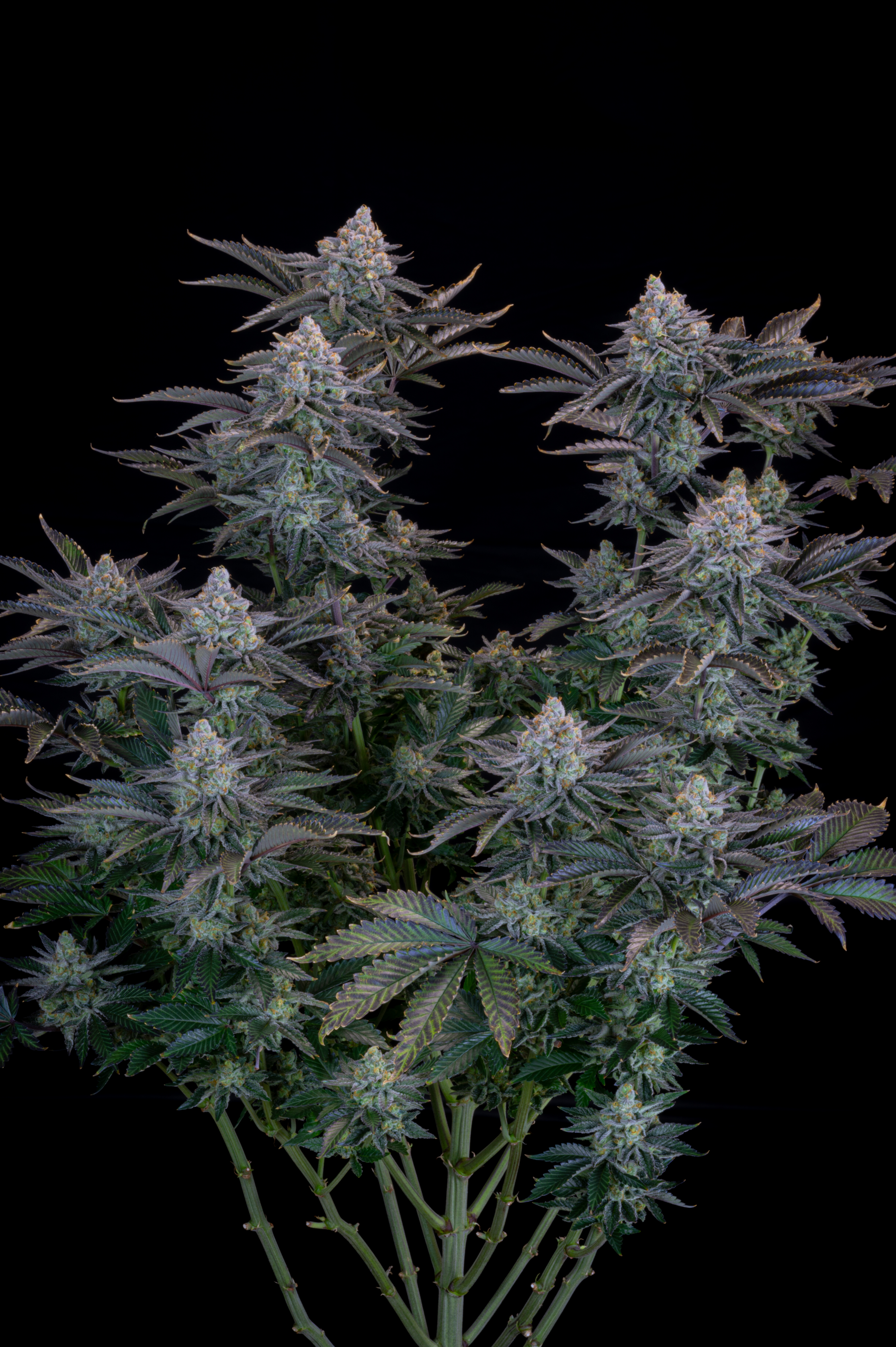 Gorilla Cookies FF