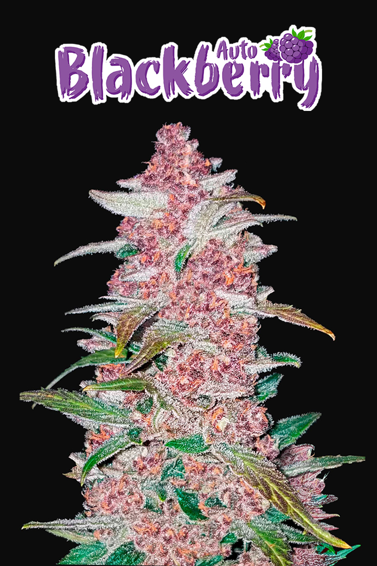 Blackberry