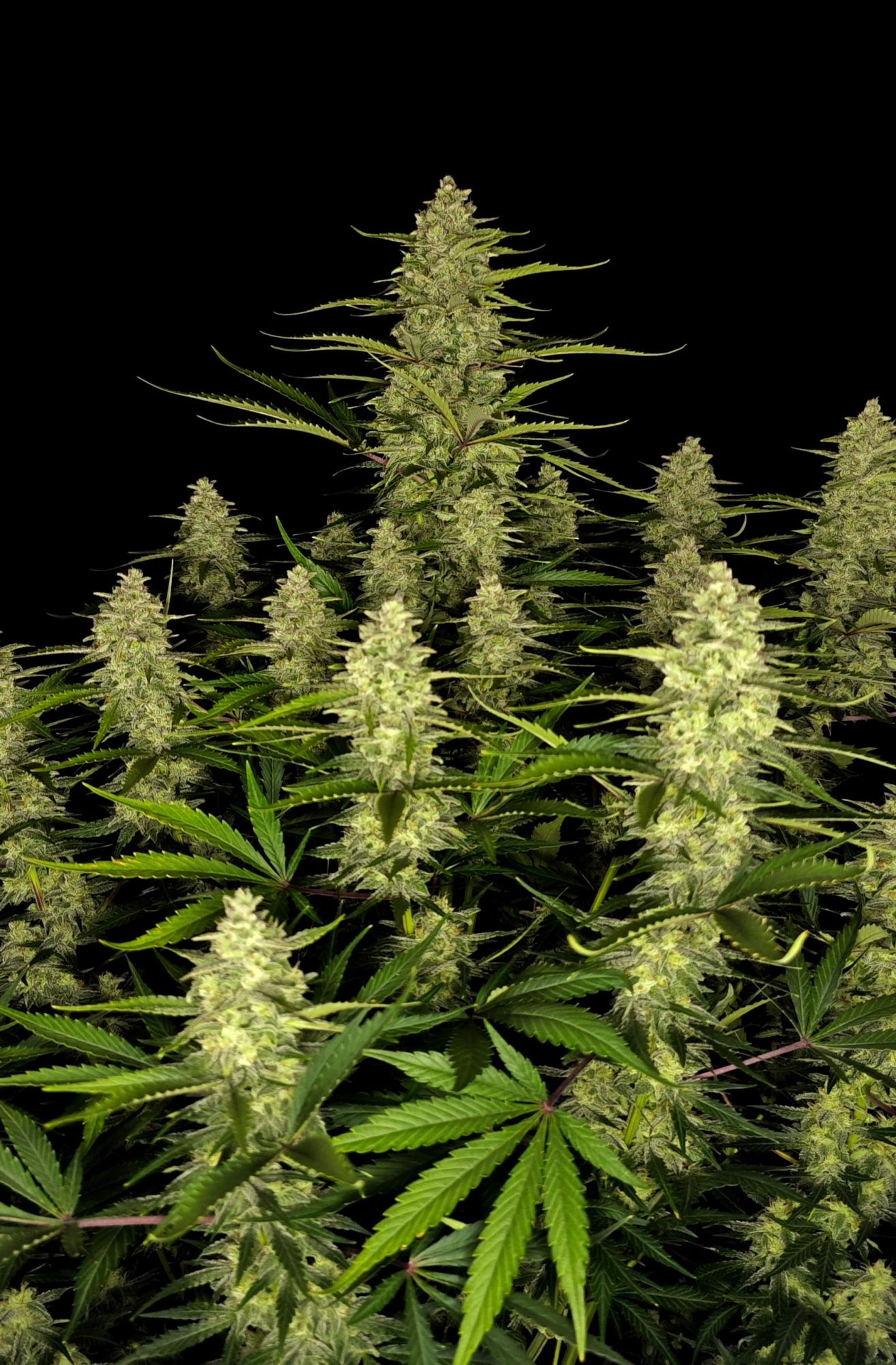  Papaya Cookies Auto
