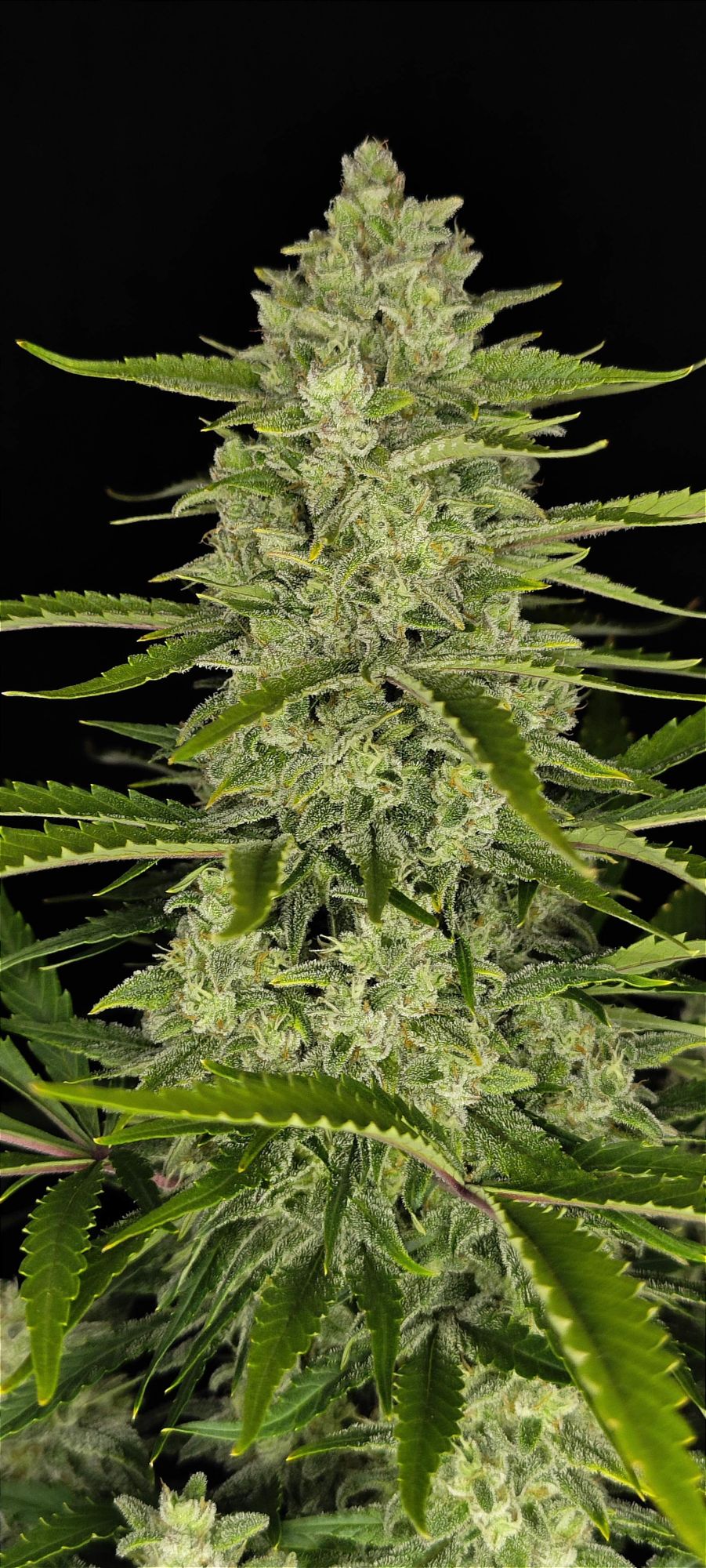  Papaya Cookies Auto