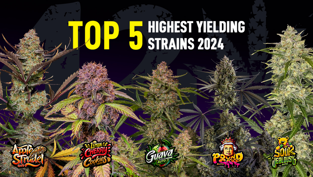 Top 10 Highest Yielding Autoflowering Cannabis Strains – VOCOW