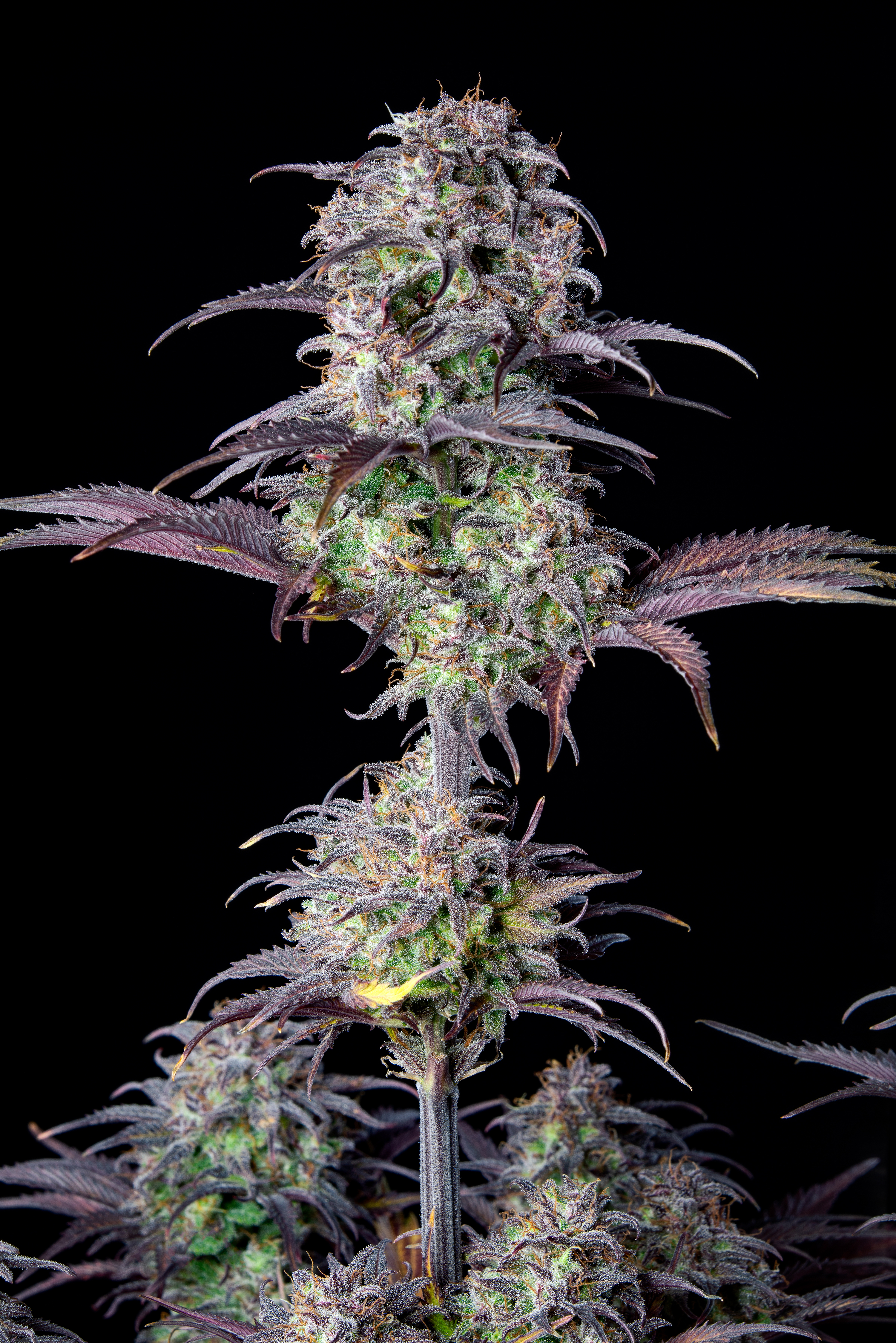 Original Blueberry Auto