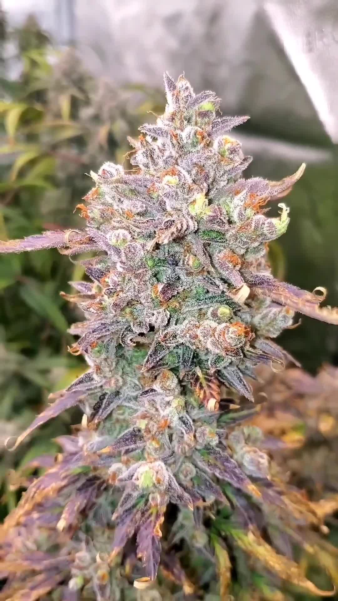 Orange Sherbet Auto