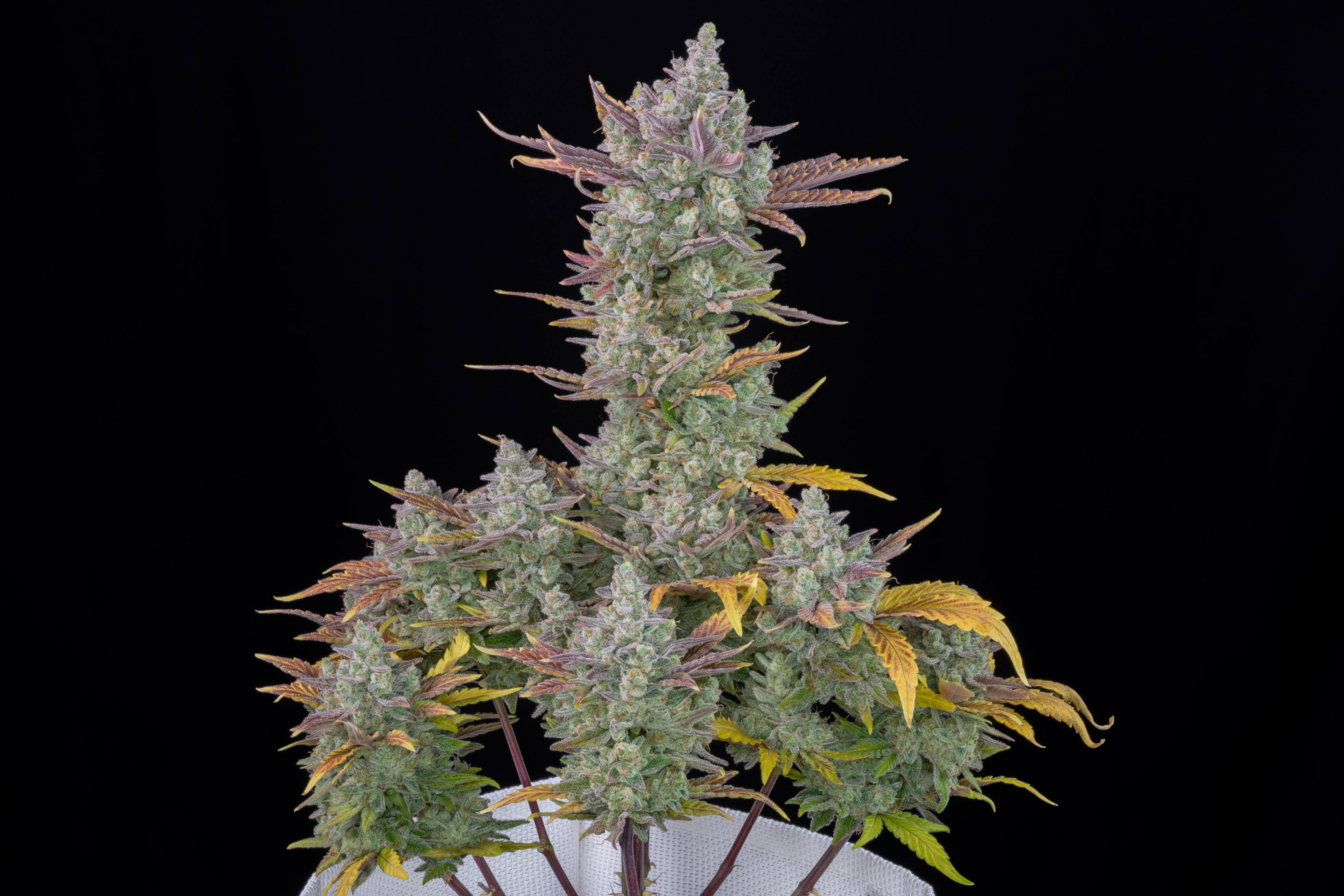 Gorilla Cookies